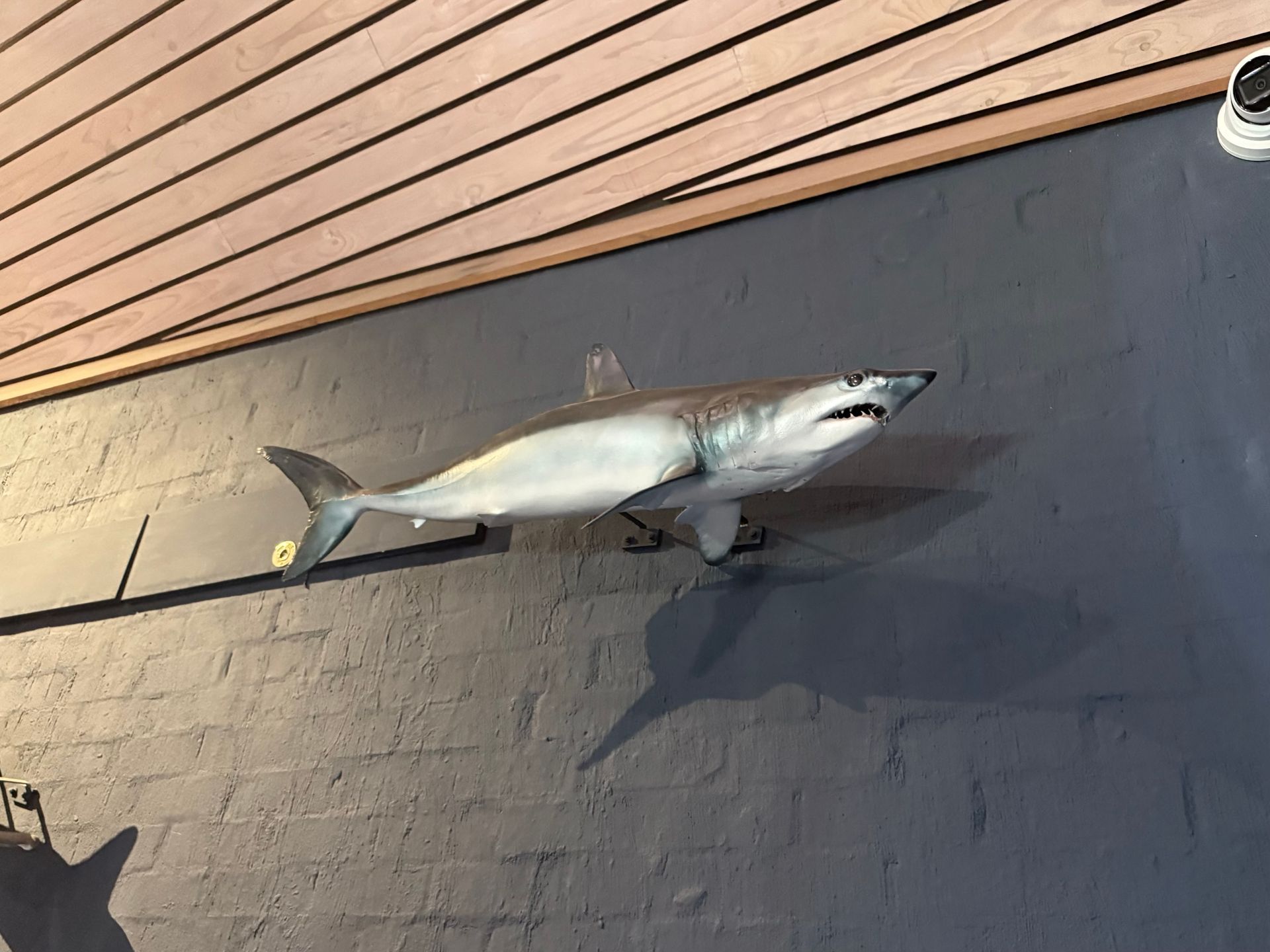 Mako Shark