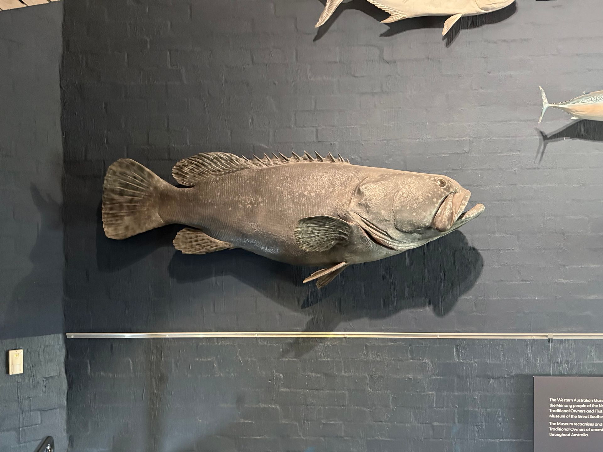 Queensland Groper