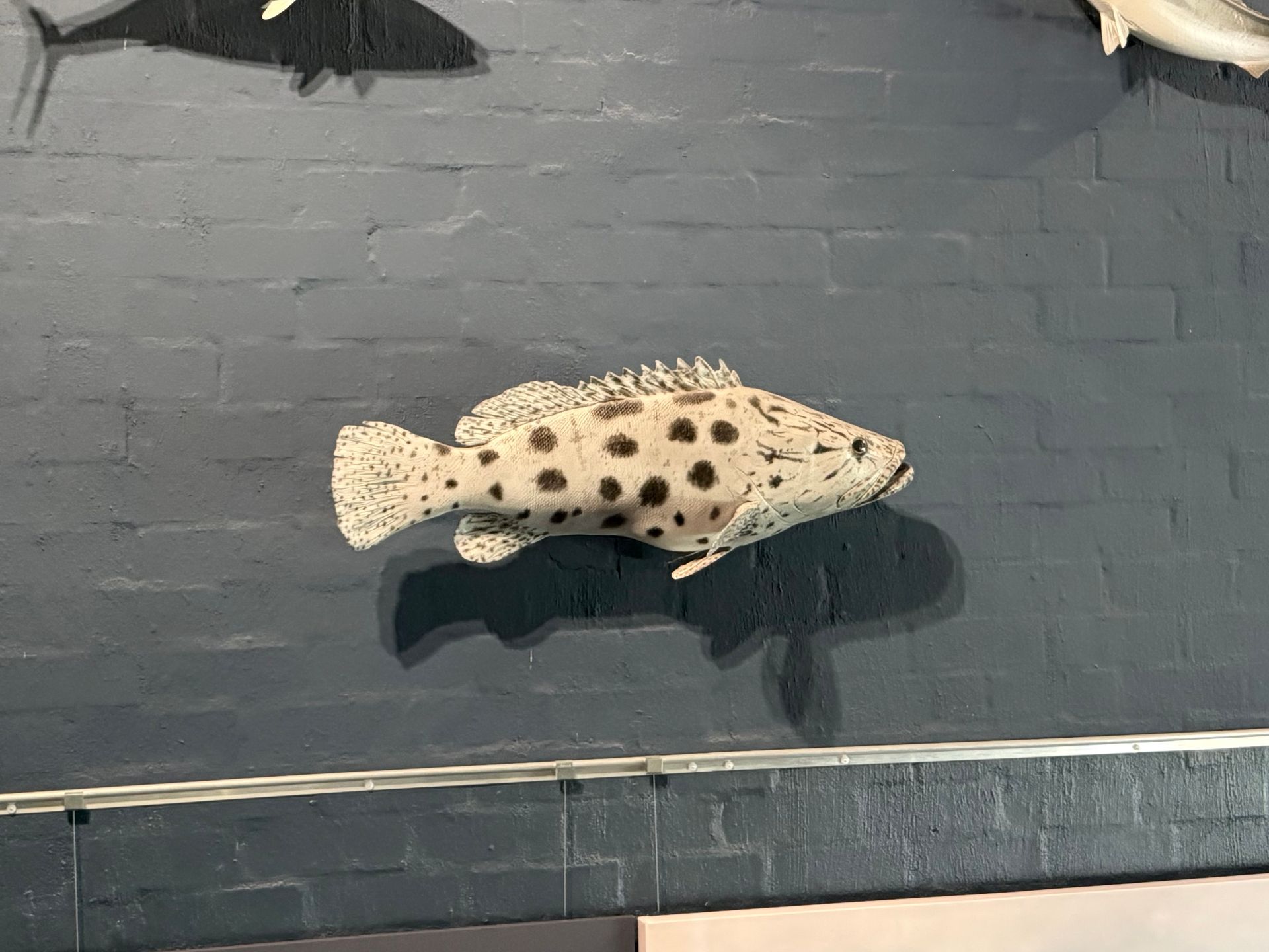 Potato Cod
