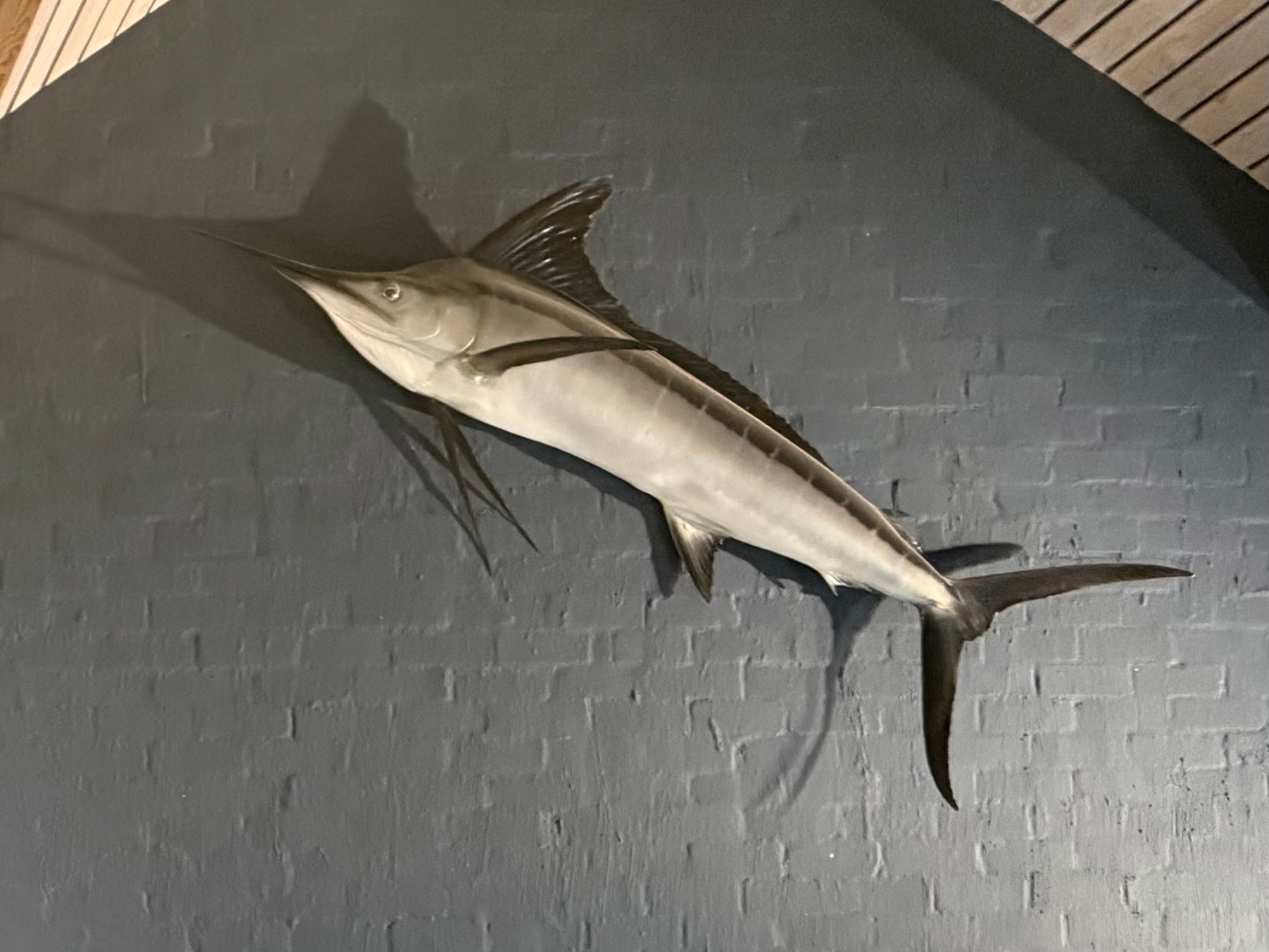 Striped Marlin