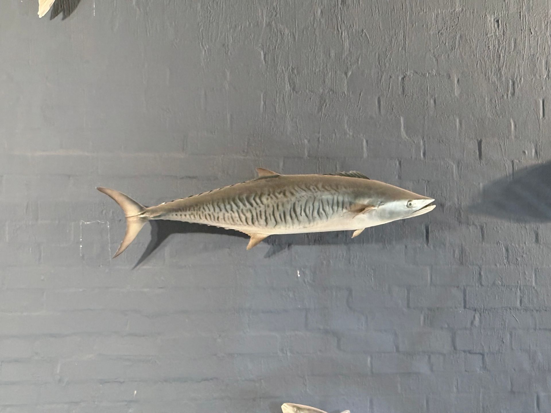 Narrow Banded Spanish Mackerel