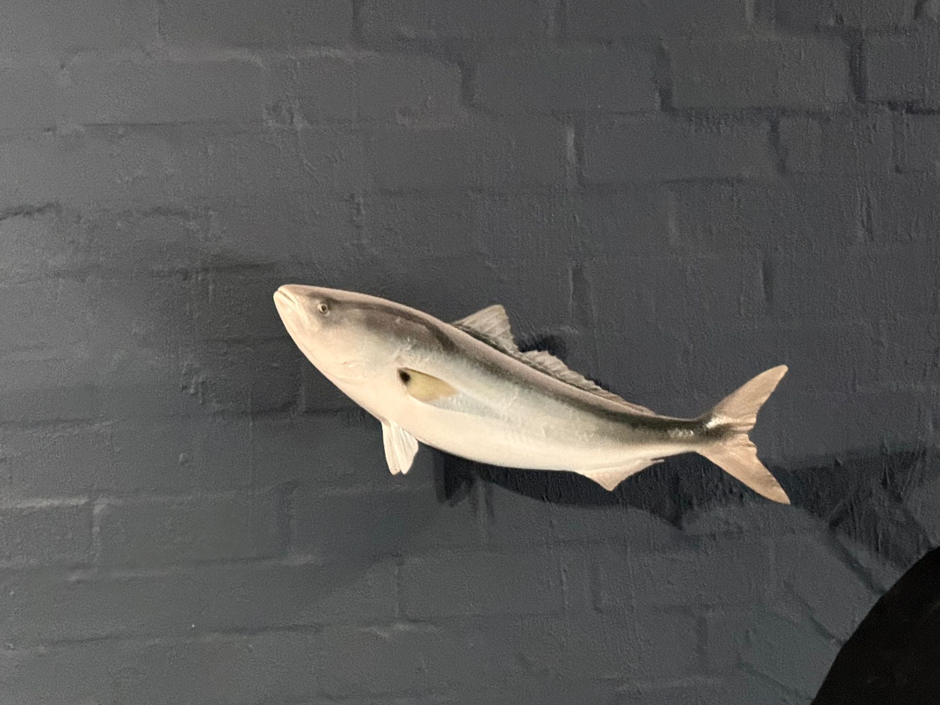 Australian Salmon