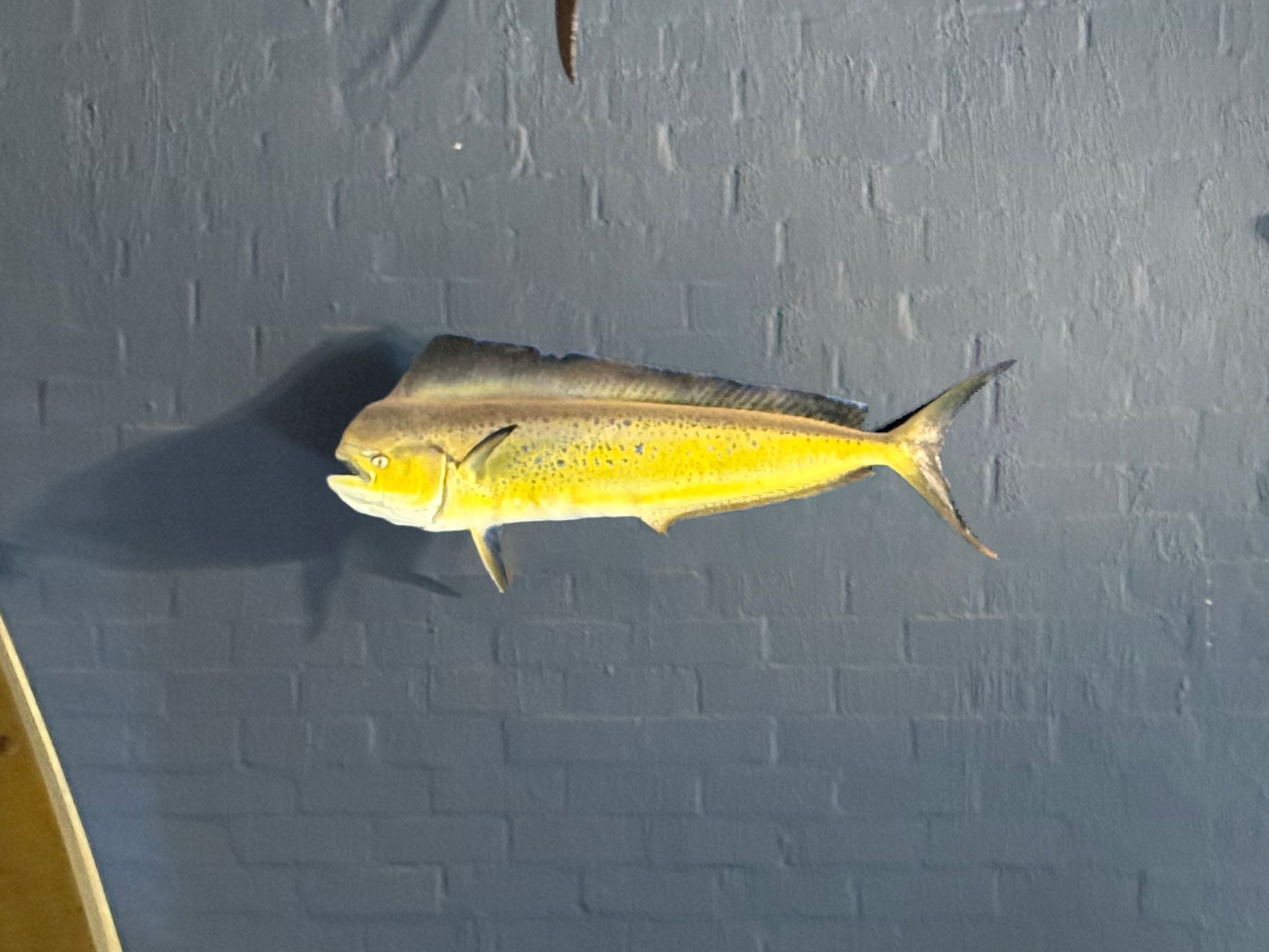 Dolphin Fish
