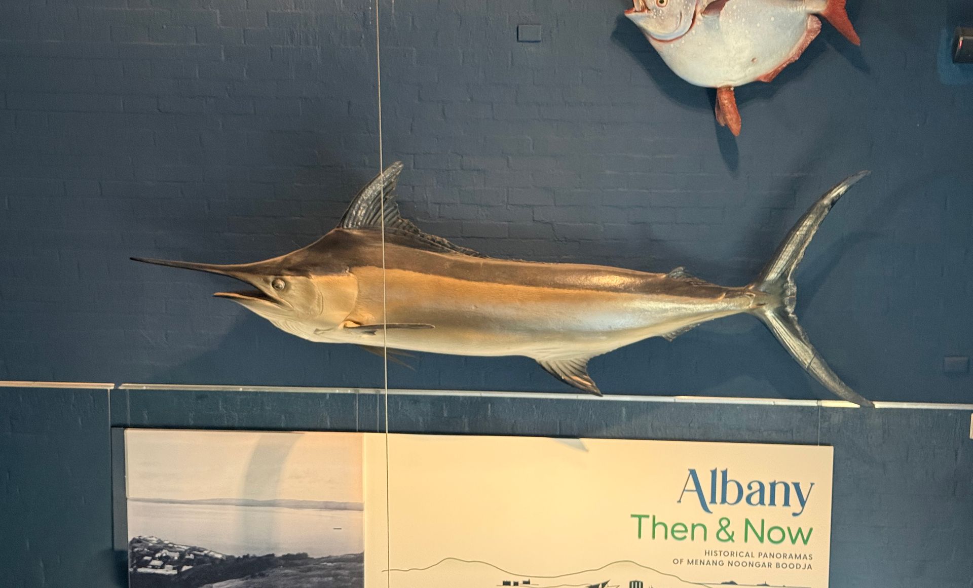 Black Marlin