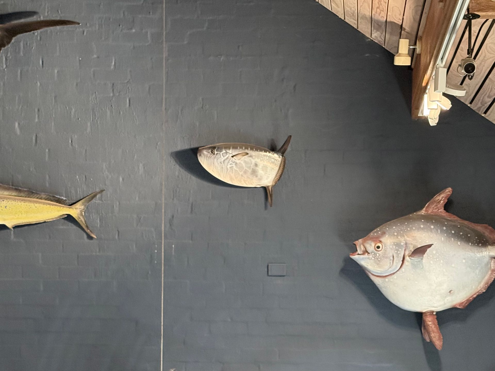 Oblong Sunfish