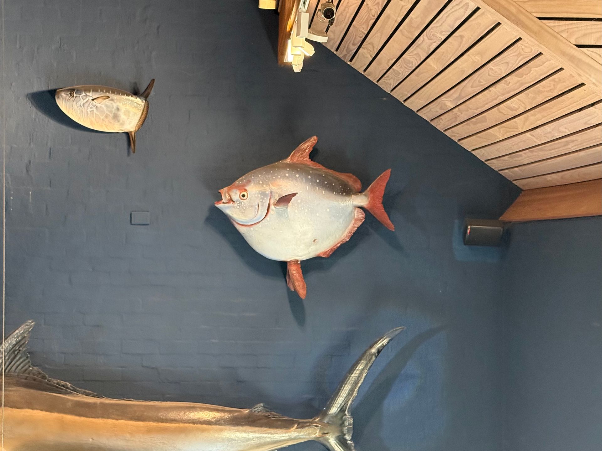 Moonfish