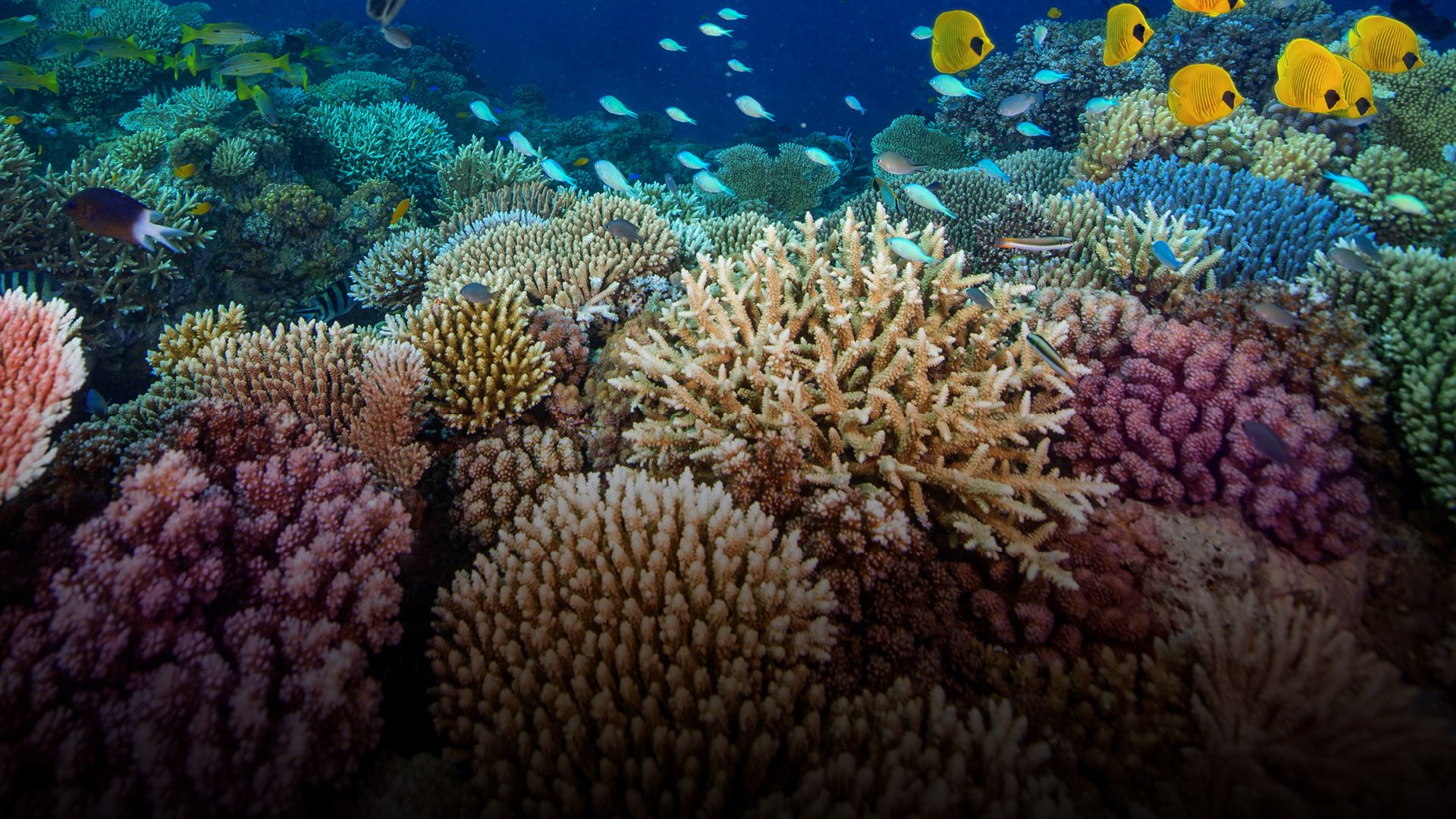 Colourful coral reef with a variety of fish swimming above dense, branching corals in clear blue water.