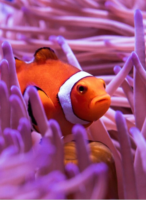 An orange clownfish peeks out of the fingers of a bright purple anemone on the Great Barrier Reef in Australia's northeastern ocean waters off the Gold Coast..