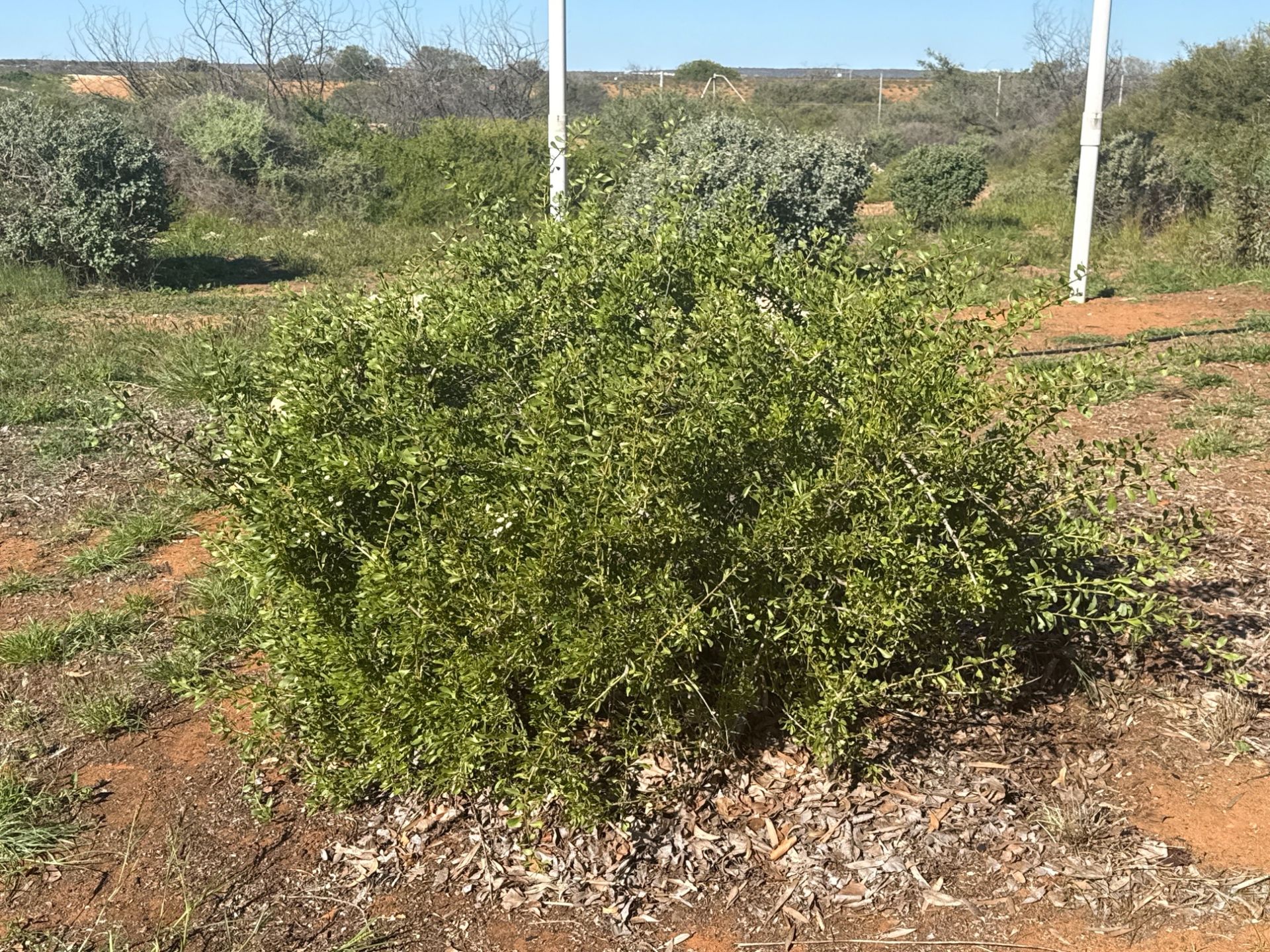 Medicine bush