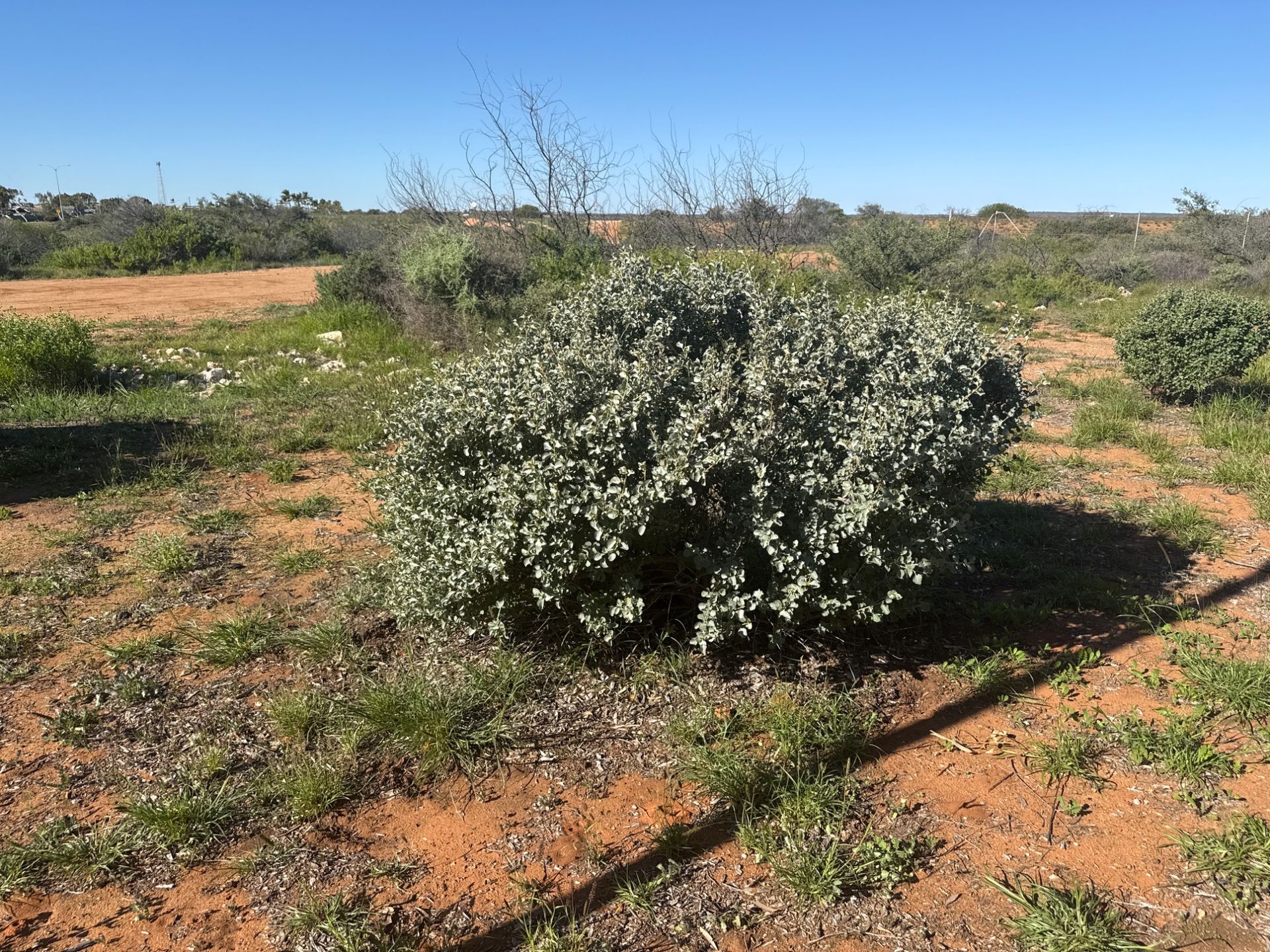 Bush tomatoes