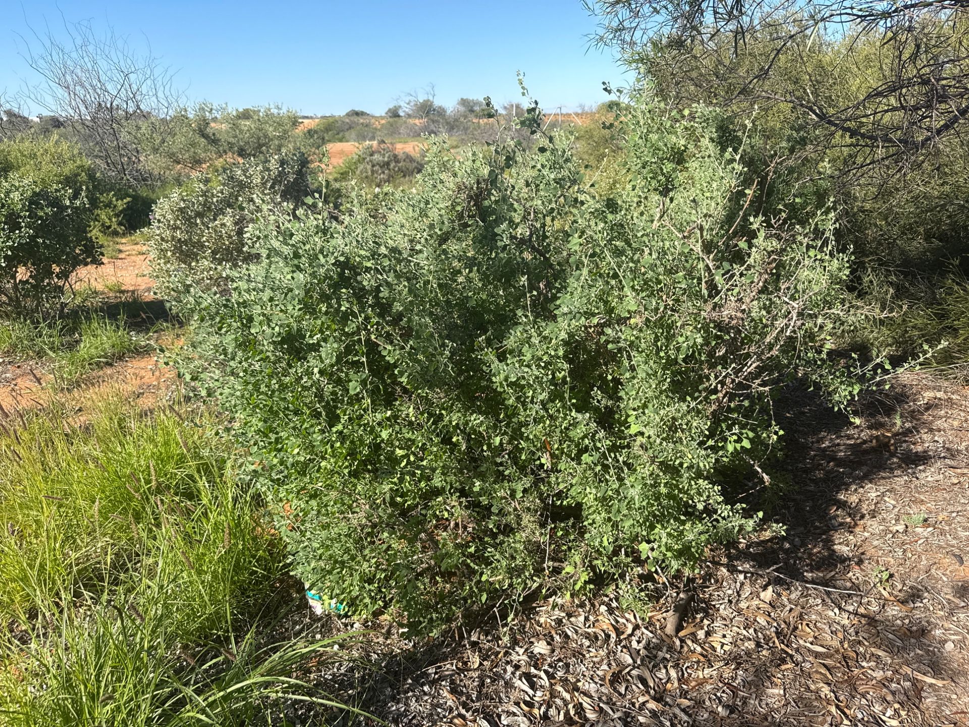 Salt bush