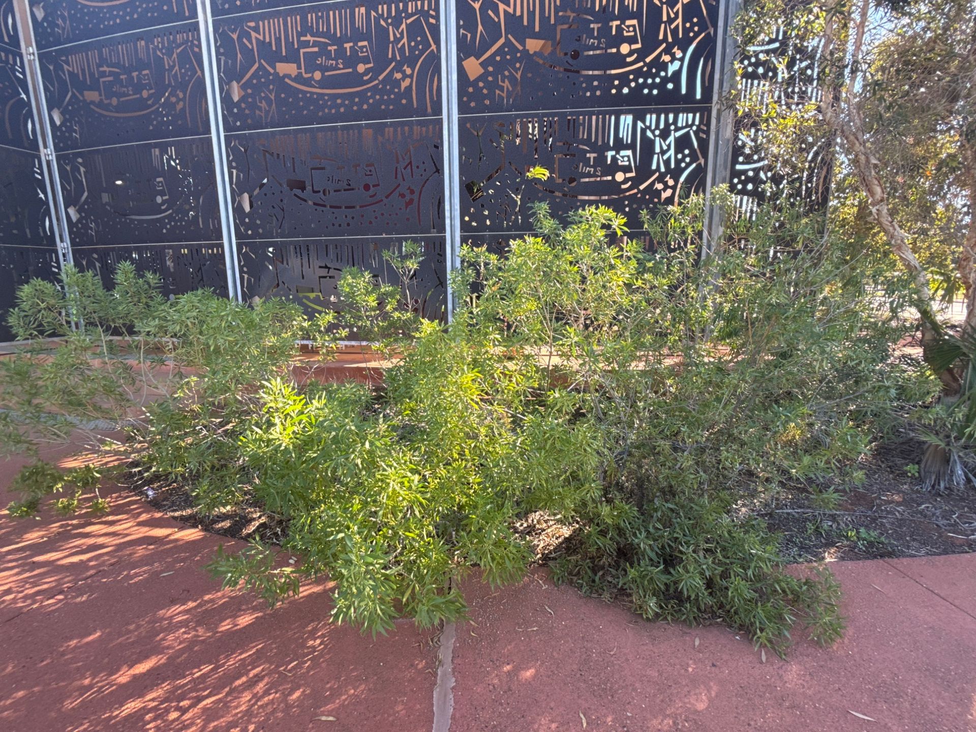 Native juniper