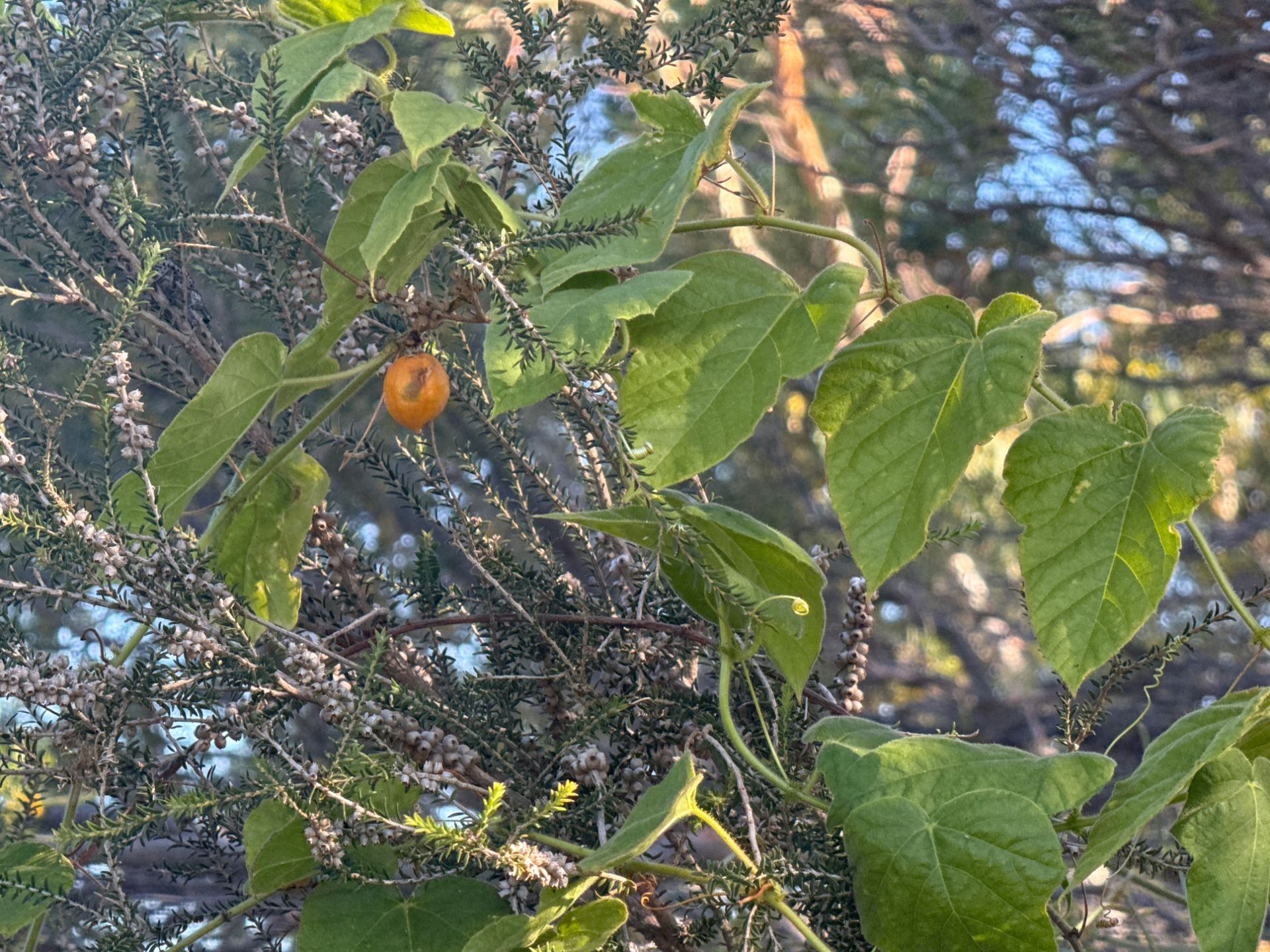 Vine
