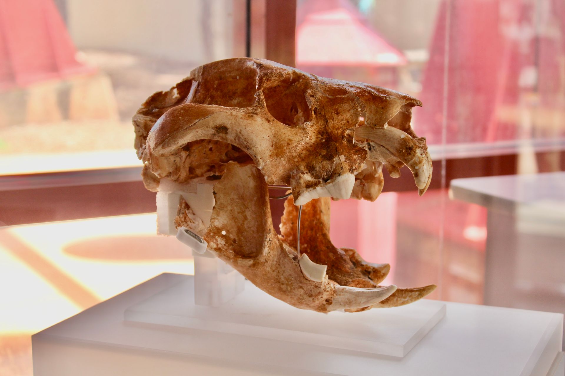 Thylacoleo