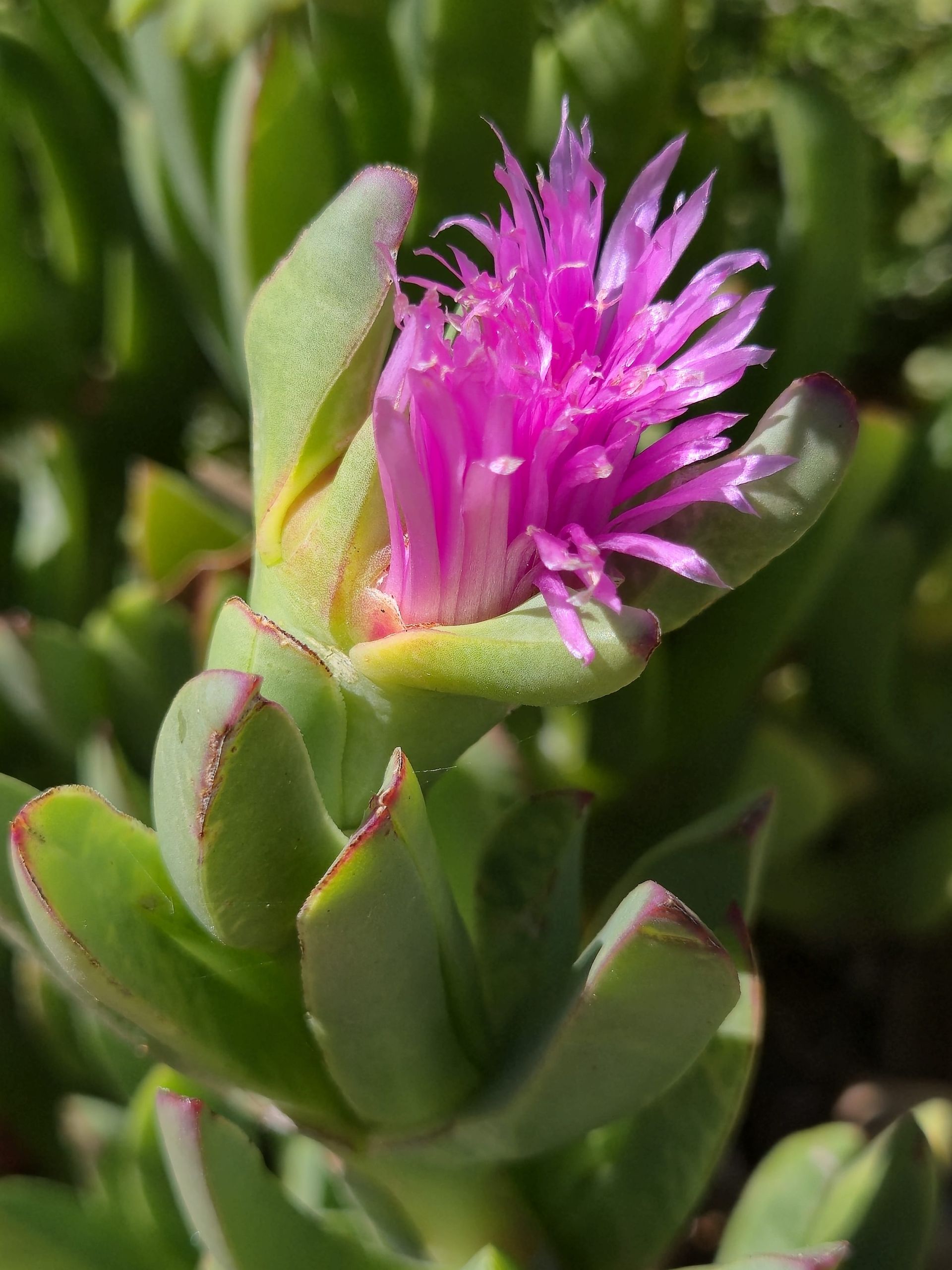 Pigface