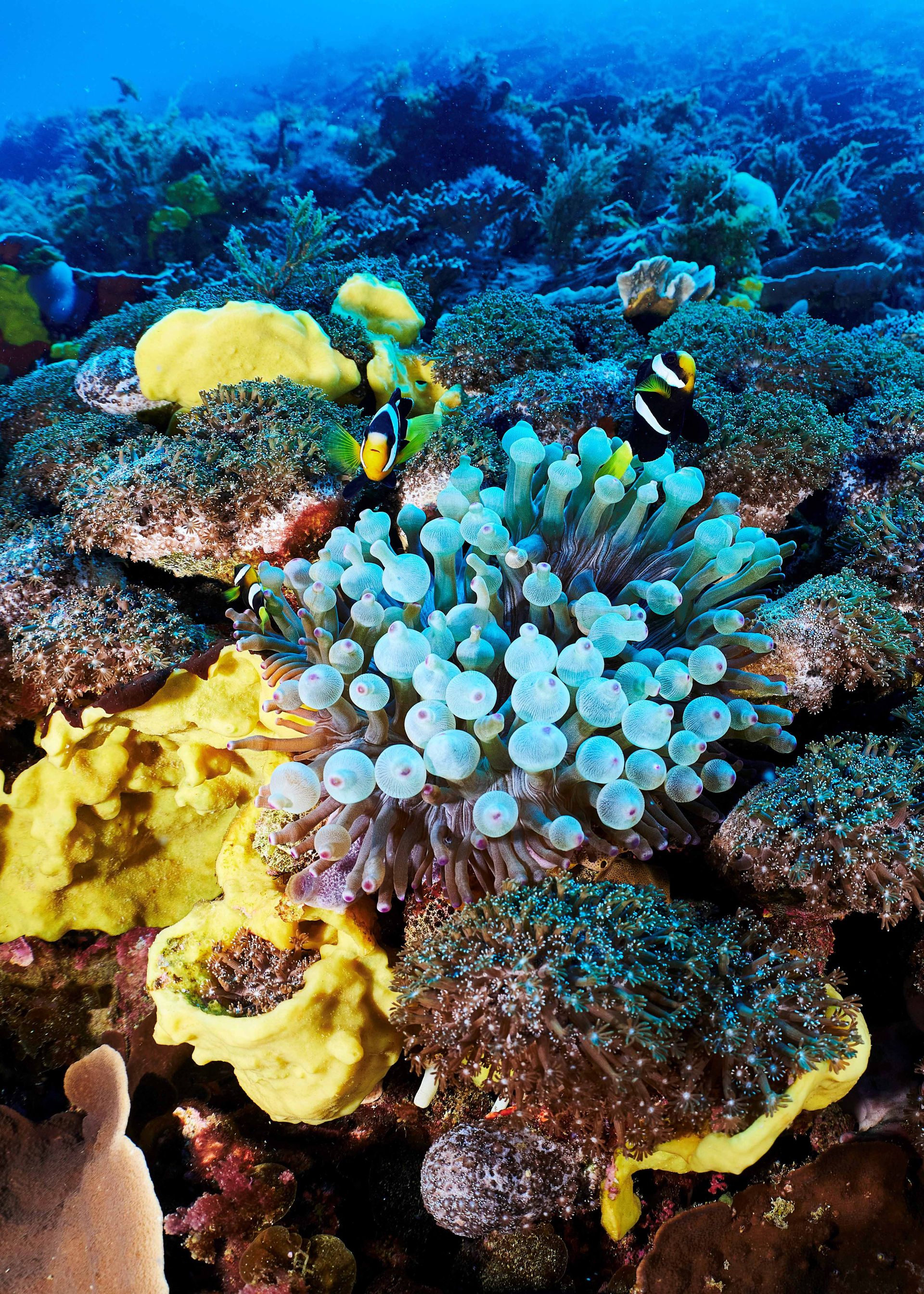An underwater photo by artist Graeme Gunness from his exhibition Fathoming The Abrolhos at WA Maritime Museum, promoting a talk by Dr Zoe Richards during 2025 Science Week.