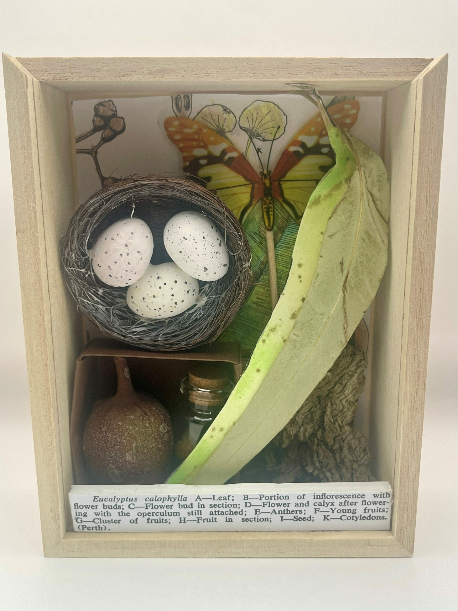 a shadow box filled with drawings, a nest, eucalyptus leaves and a description of the contents