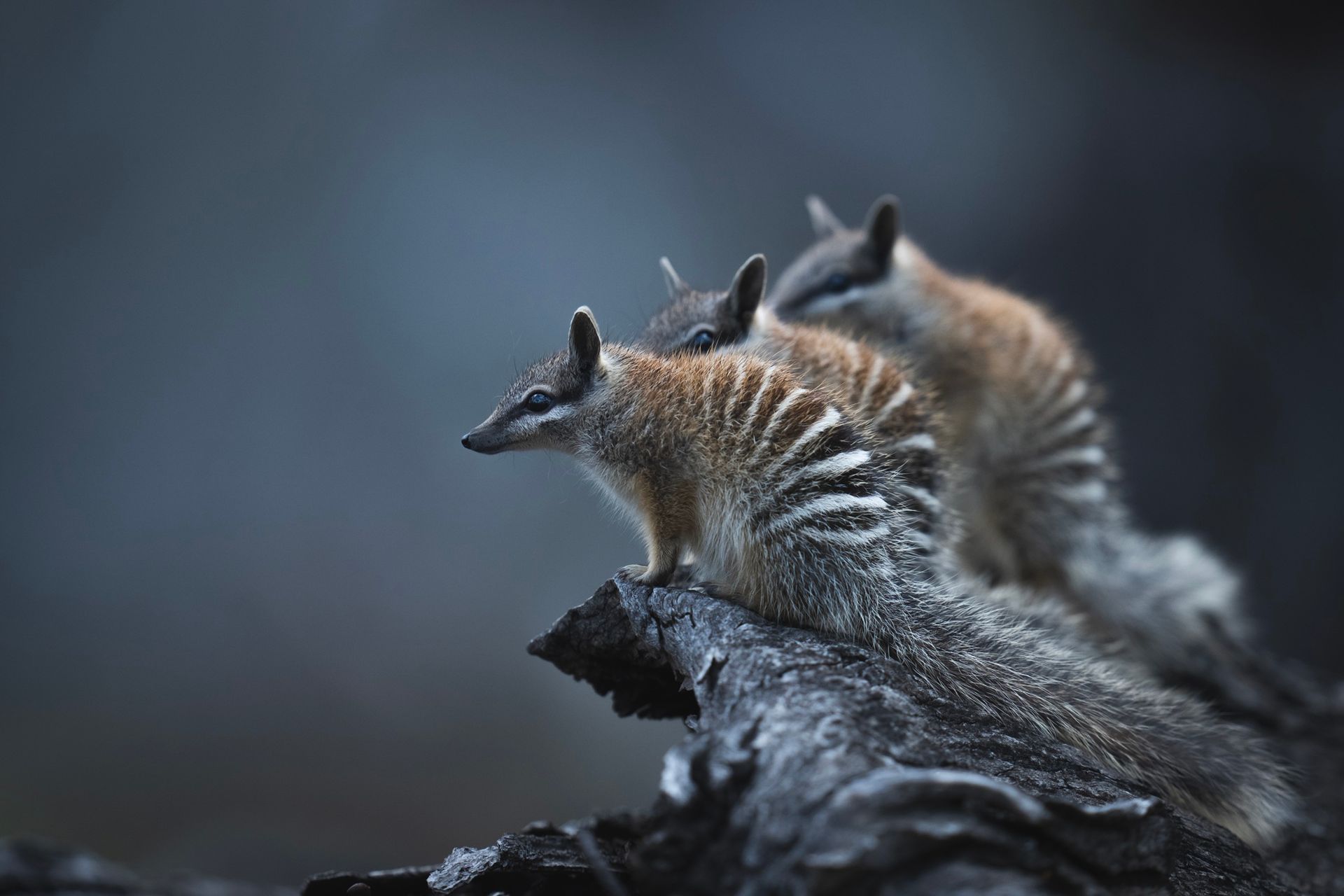 three numbats huddled together looking to the left of the image