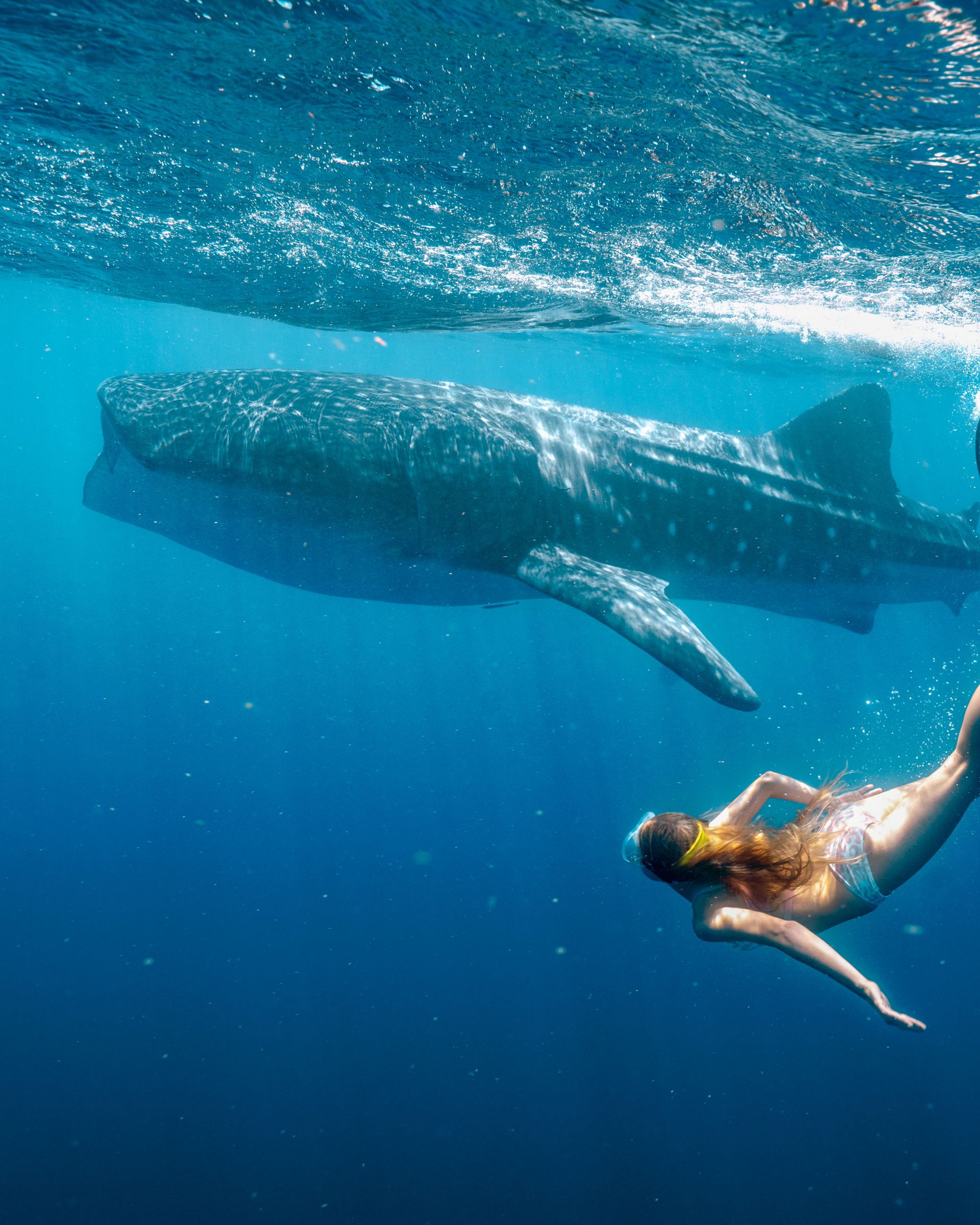 A detail image of a still frame from Whale Shark Jack (2026) feature film showing a whale and female diver, linked to a screening presented as part of Totally Lit 2026 festival at WA Maritime Museum.
