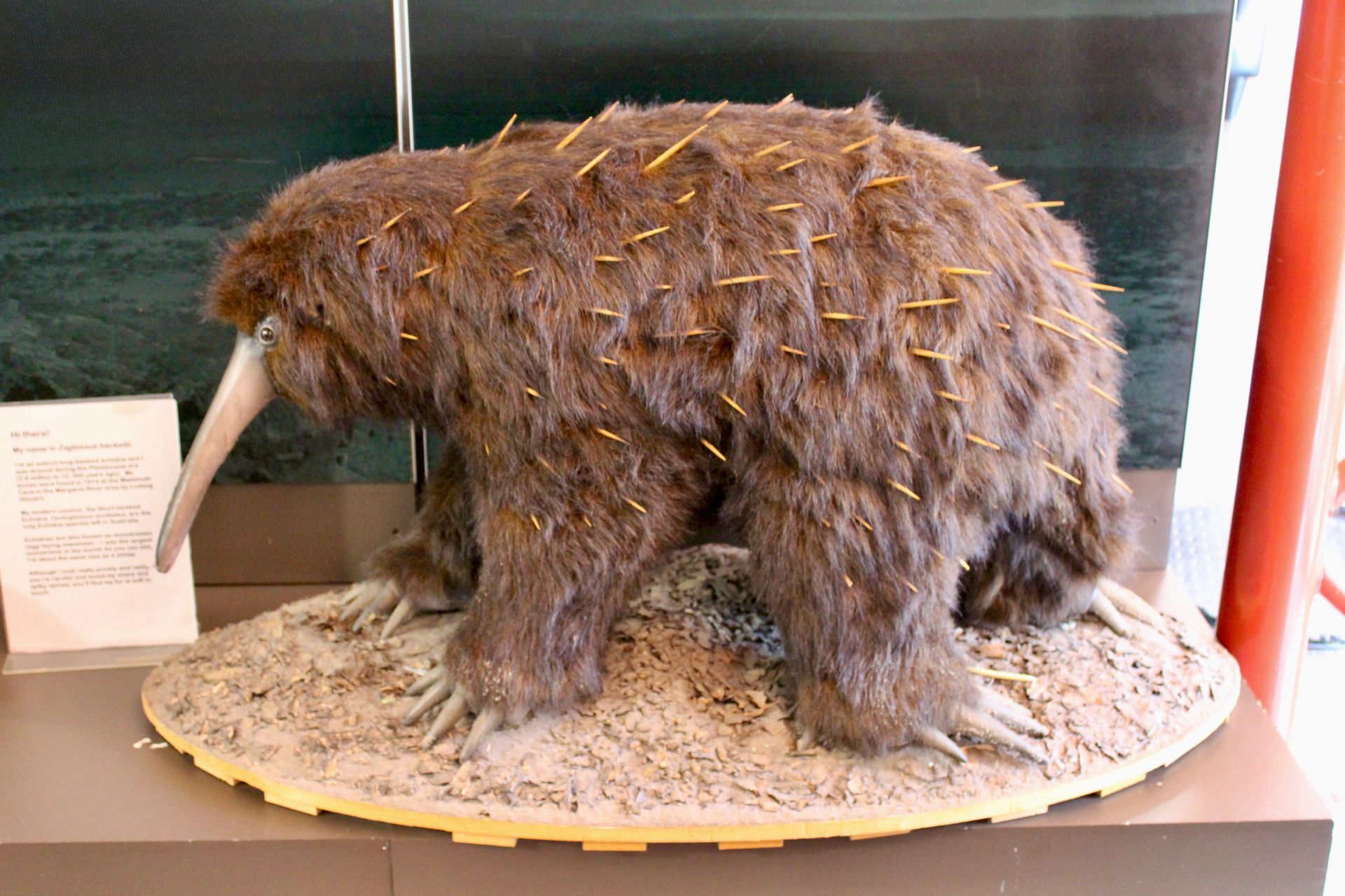 Giant echidna