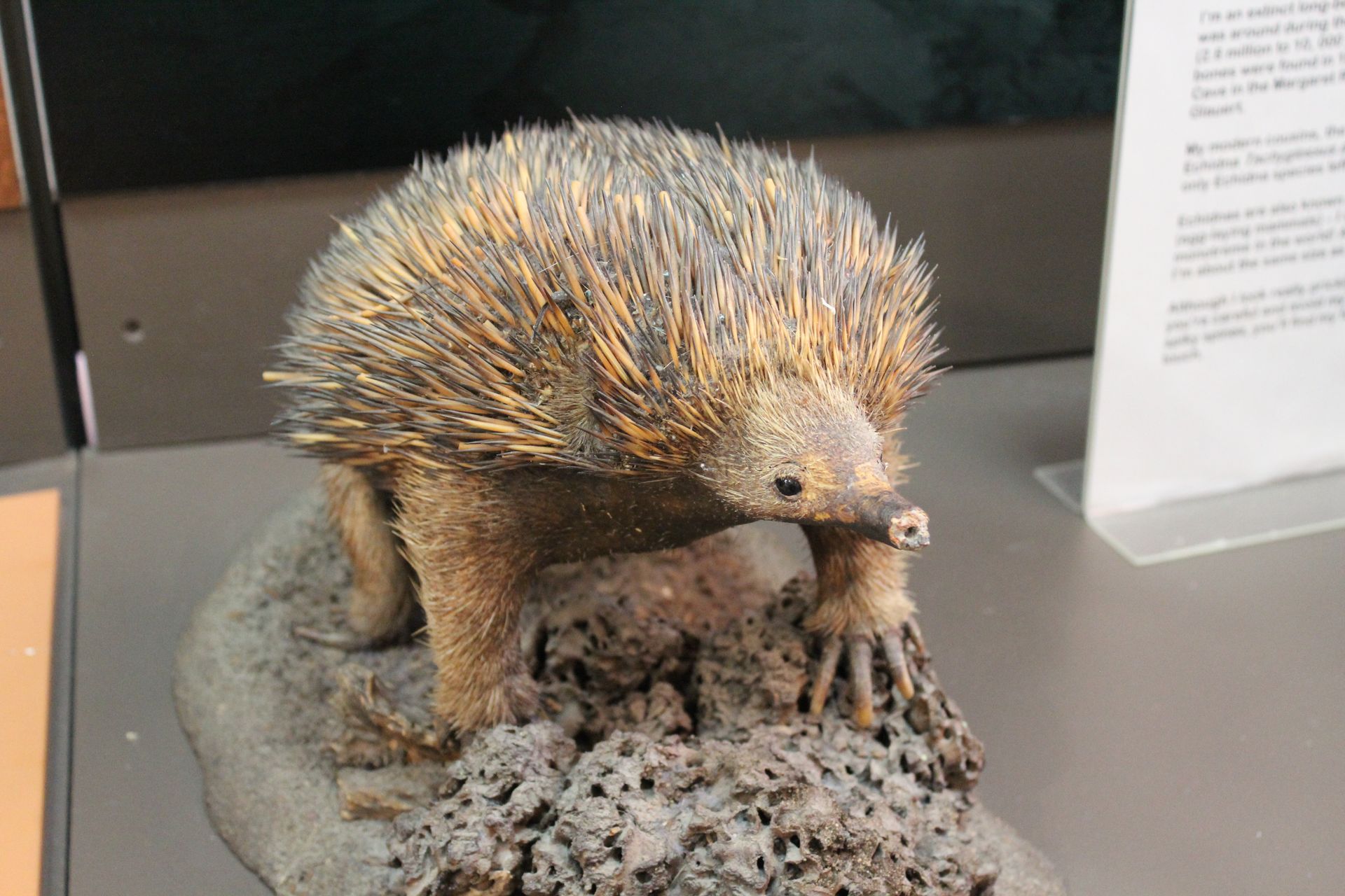 Echidna