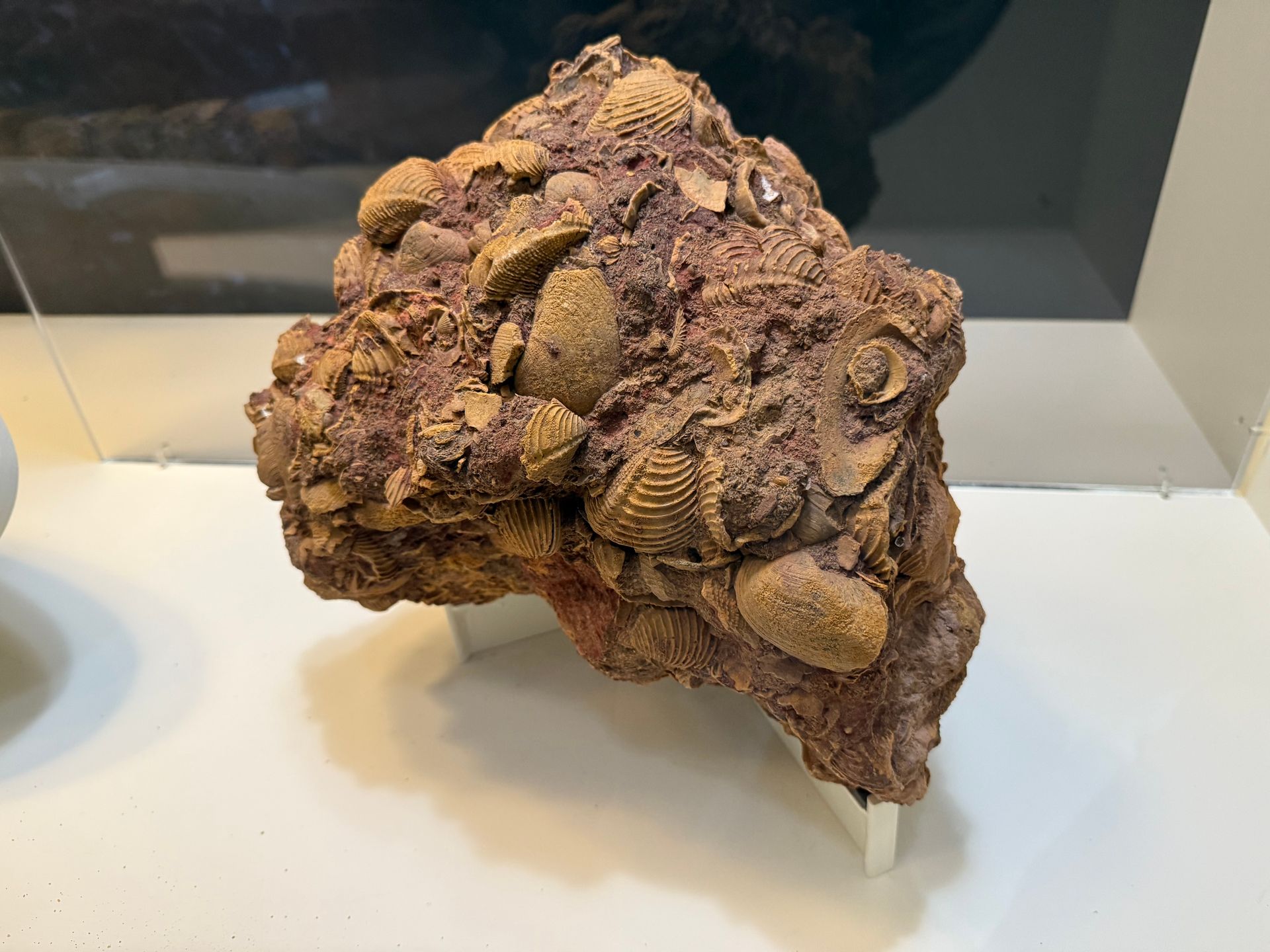 Newmarracarra limestone
