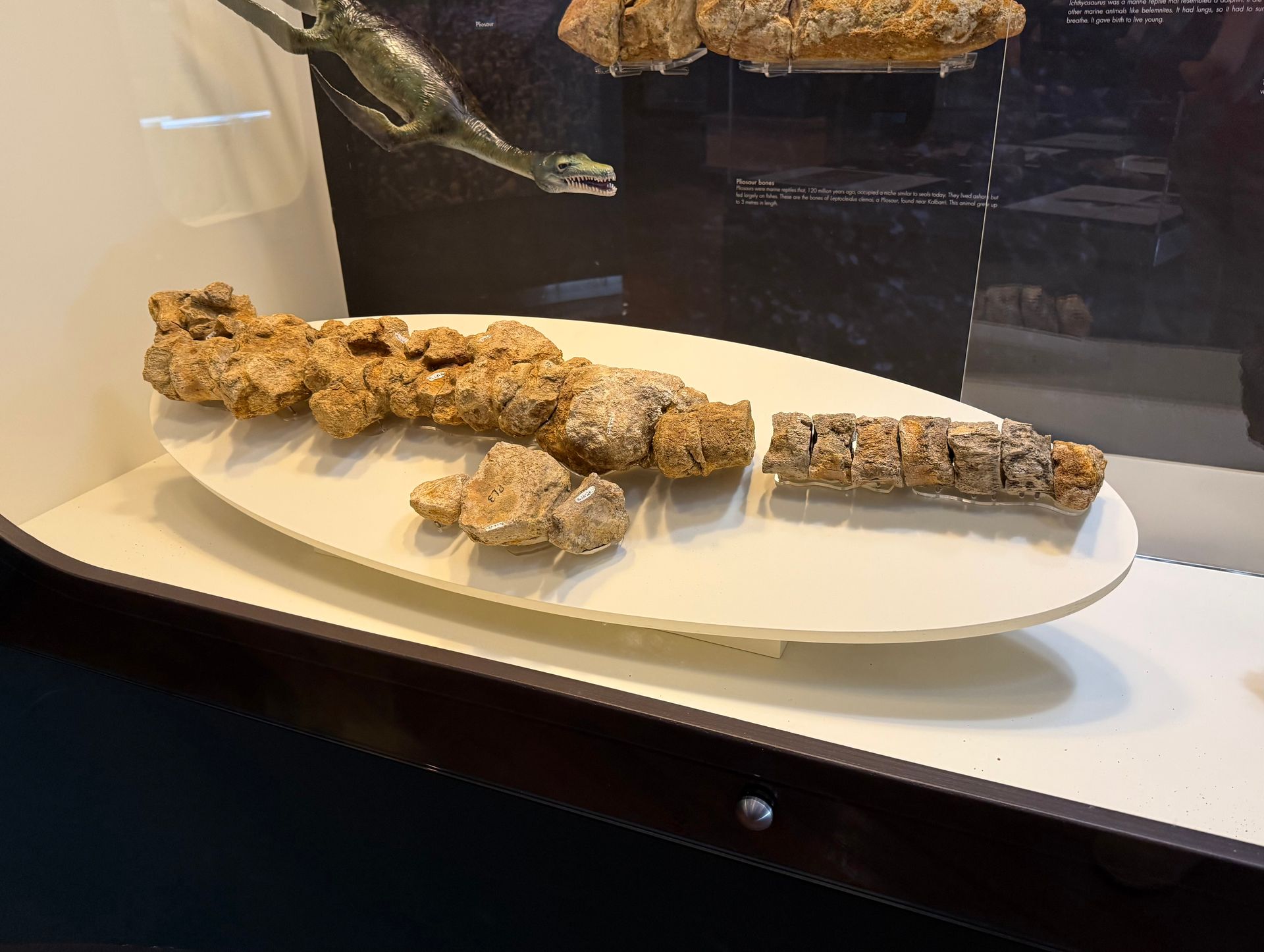 Pliosaur Bones