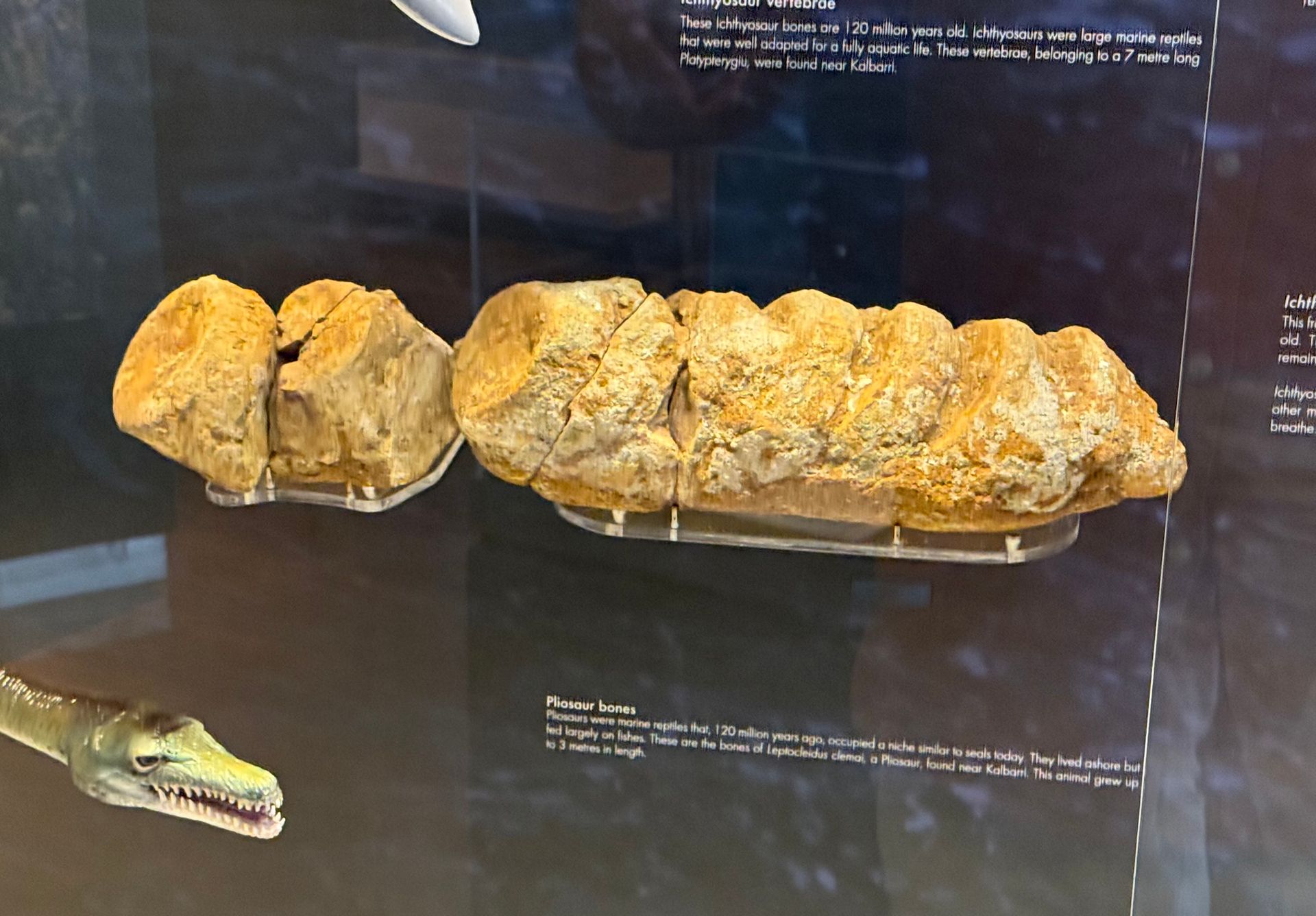 Ichthyosaur Vertebrae