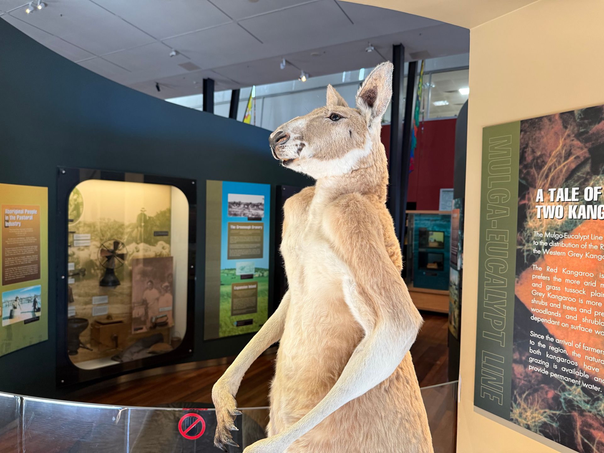 Red Kangaroo (Marlu)