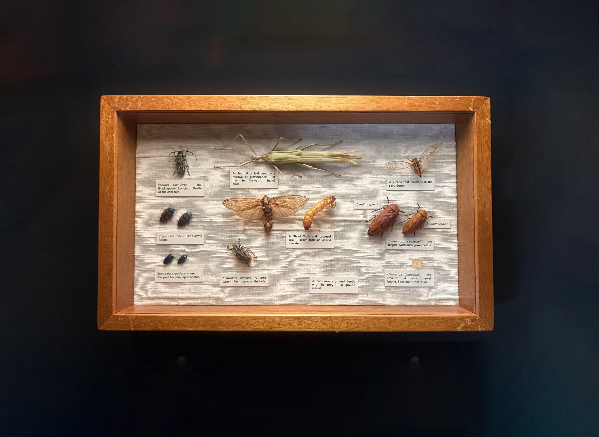 Western Australian Insects