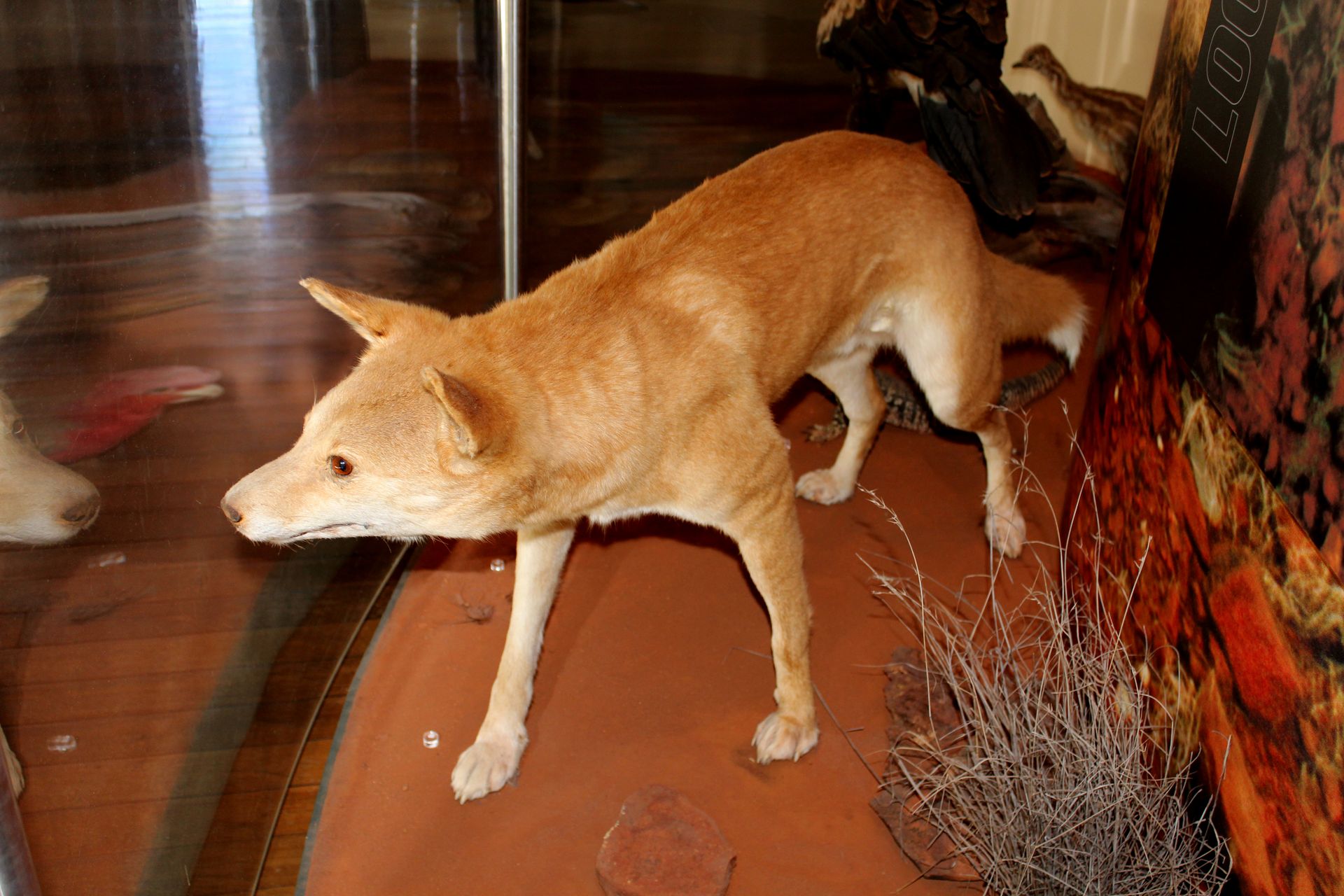 Dingo