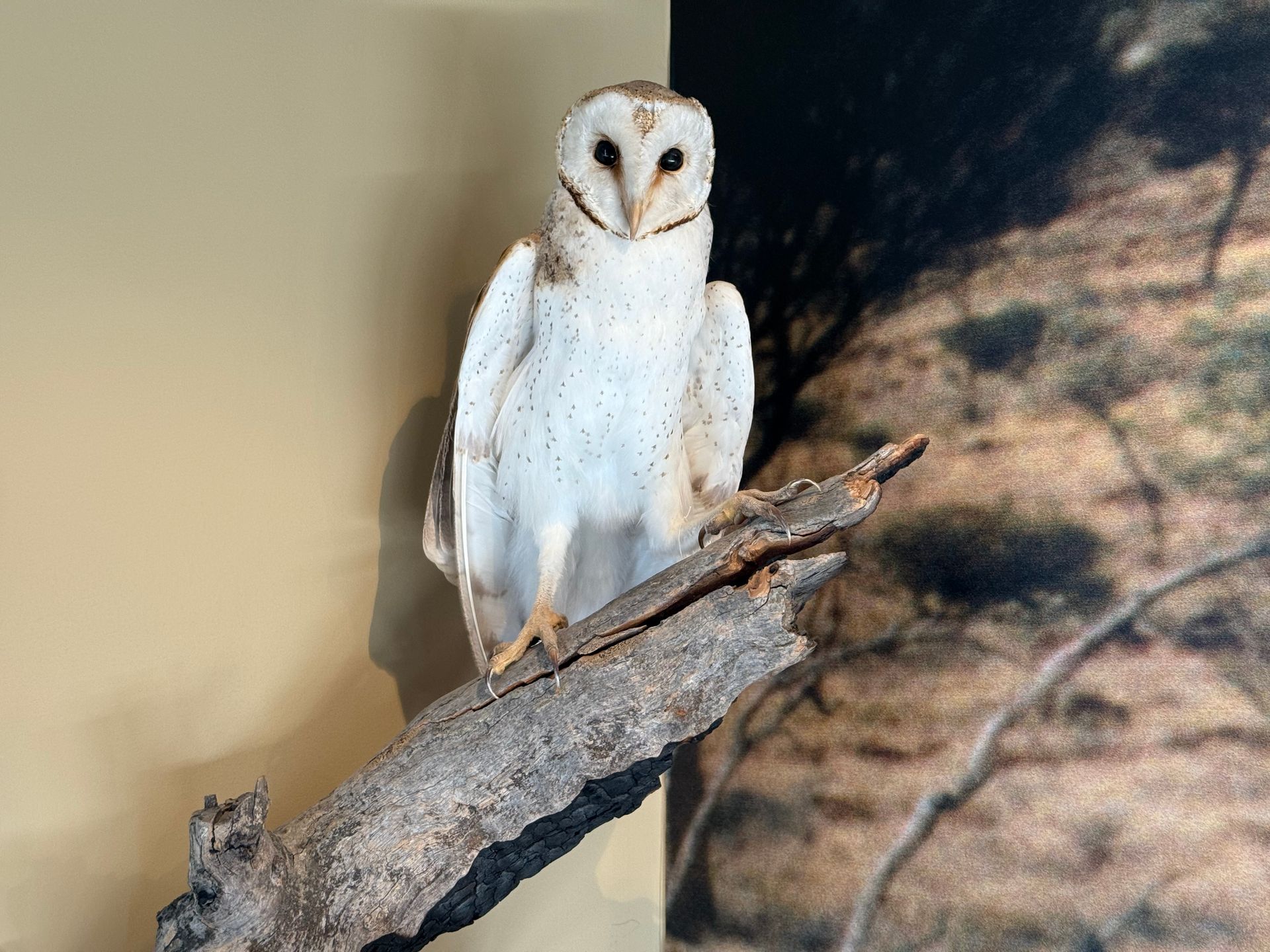 Barn Owl