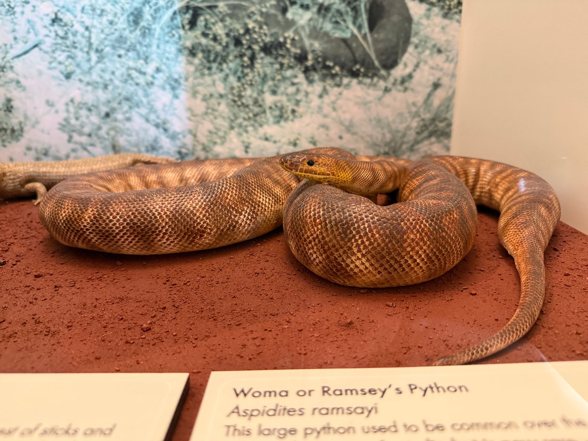 Woma or Ramsey’s Python