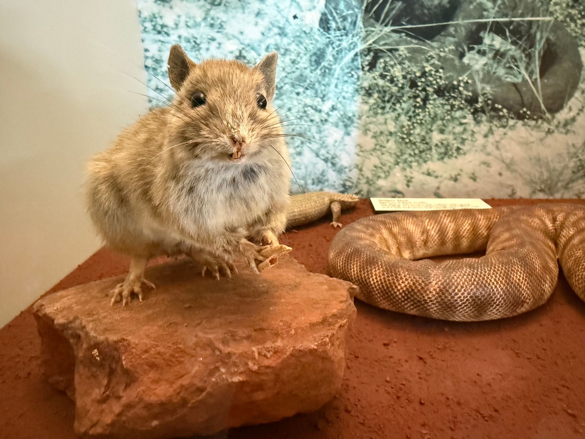 Greater Stick-nest Rat