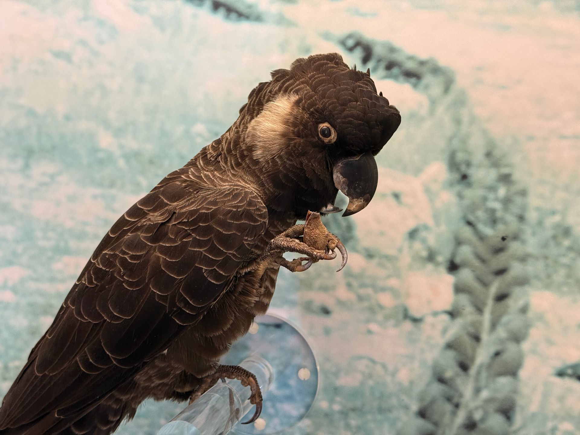 Carnaby’s Cockatoo