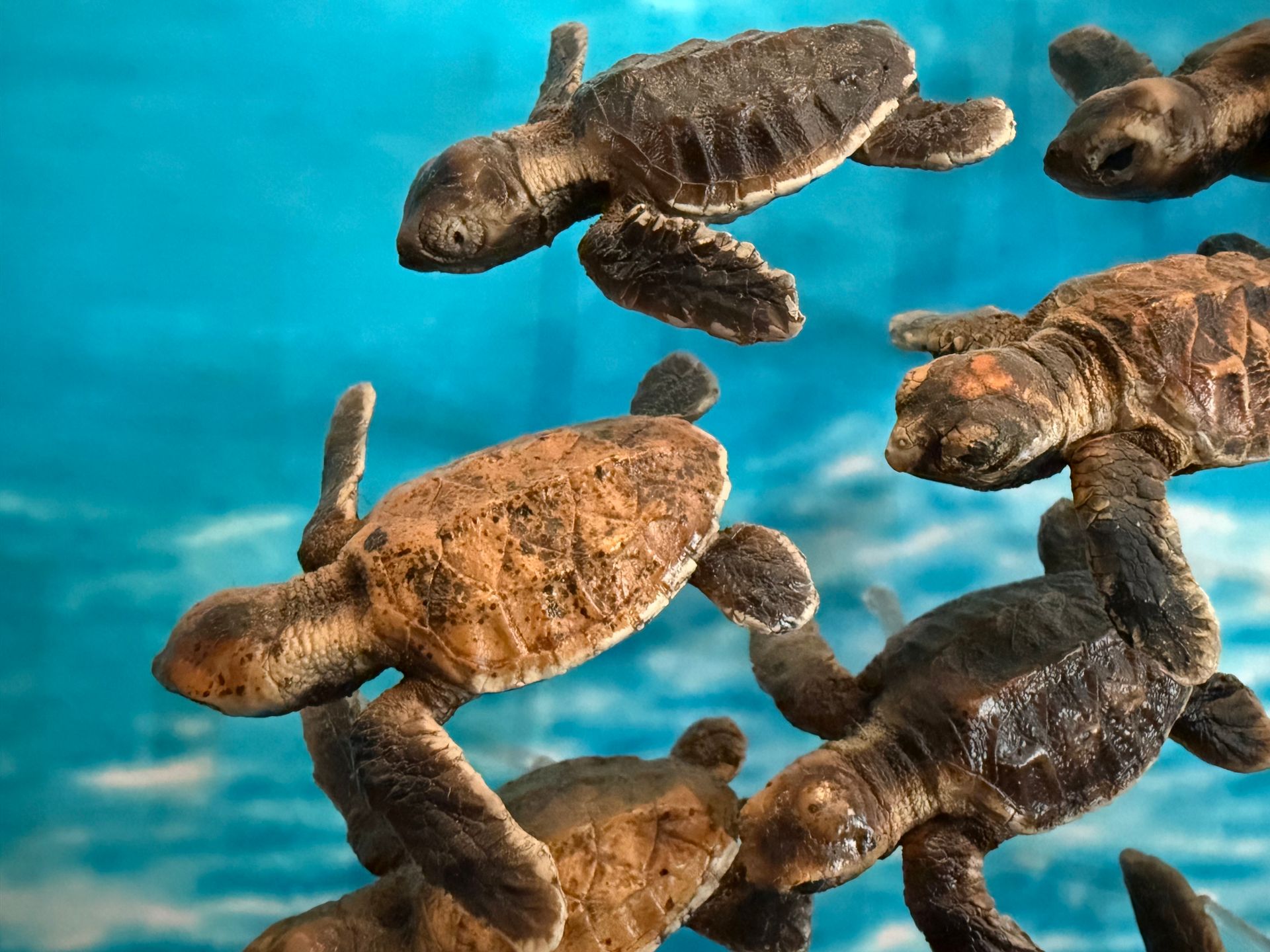 Baby Hawksbill Turtles