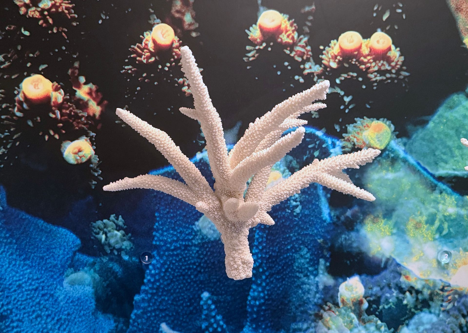 Branching Coral