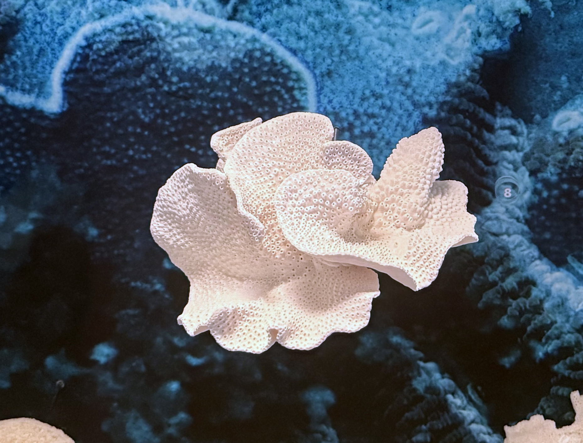 Upright Laminar Coral