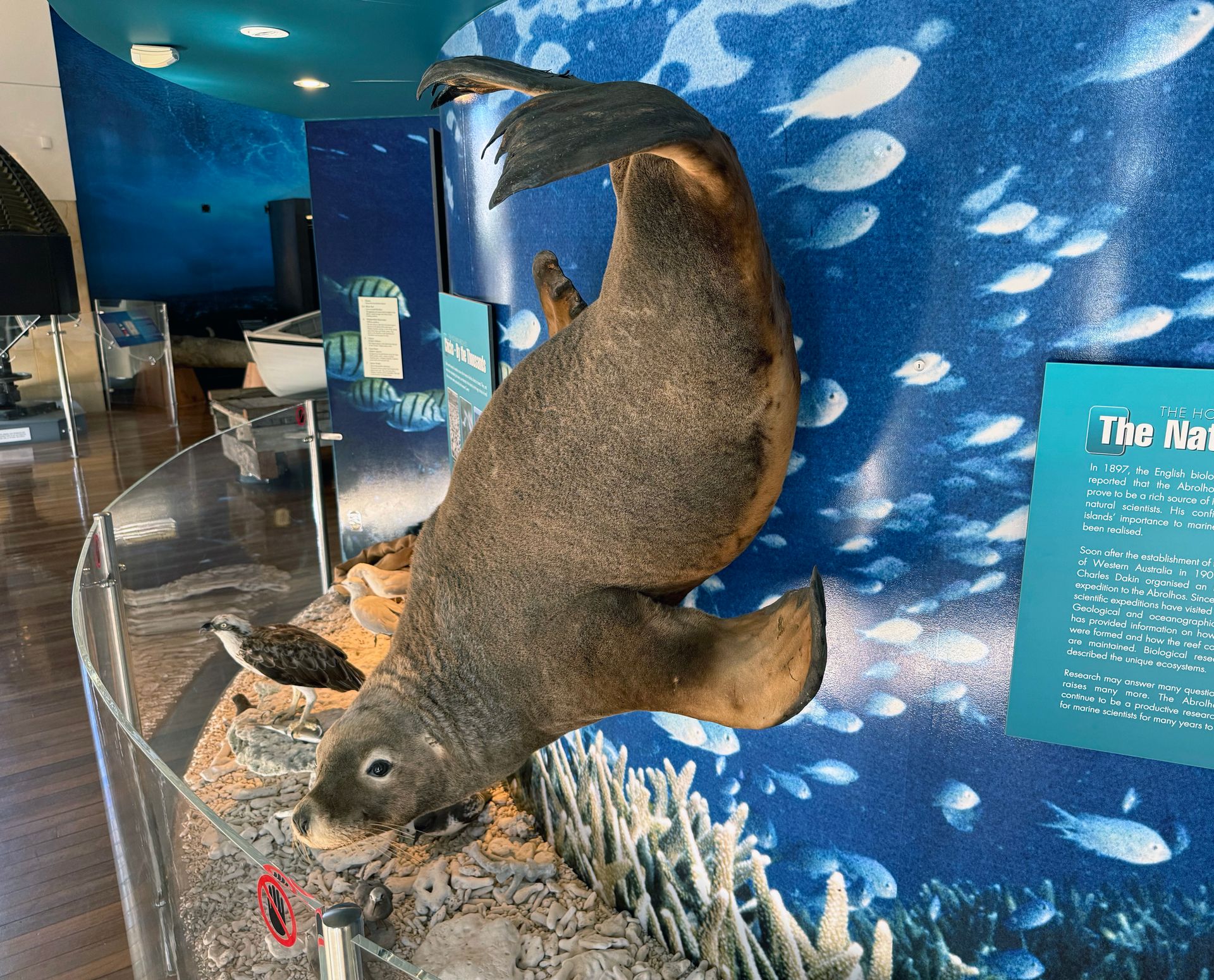 Australian Sea Lion