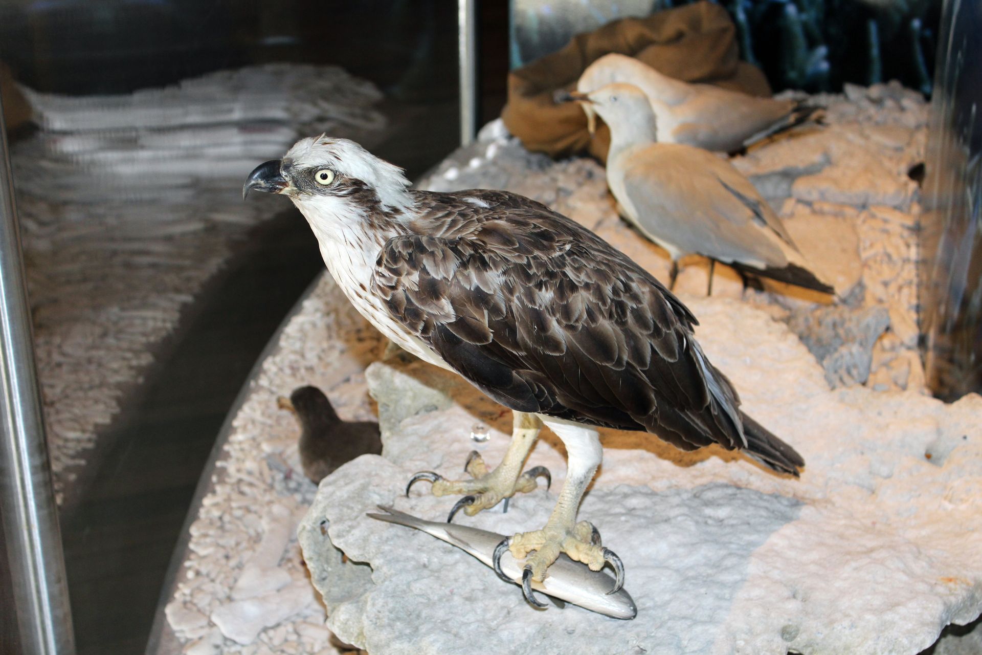 Eastern Osprey