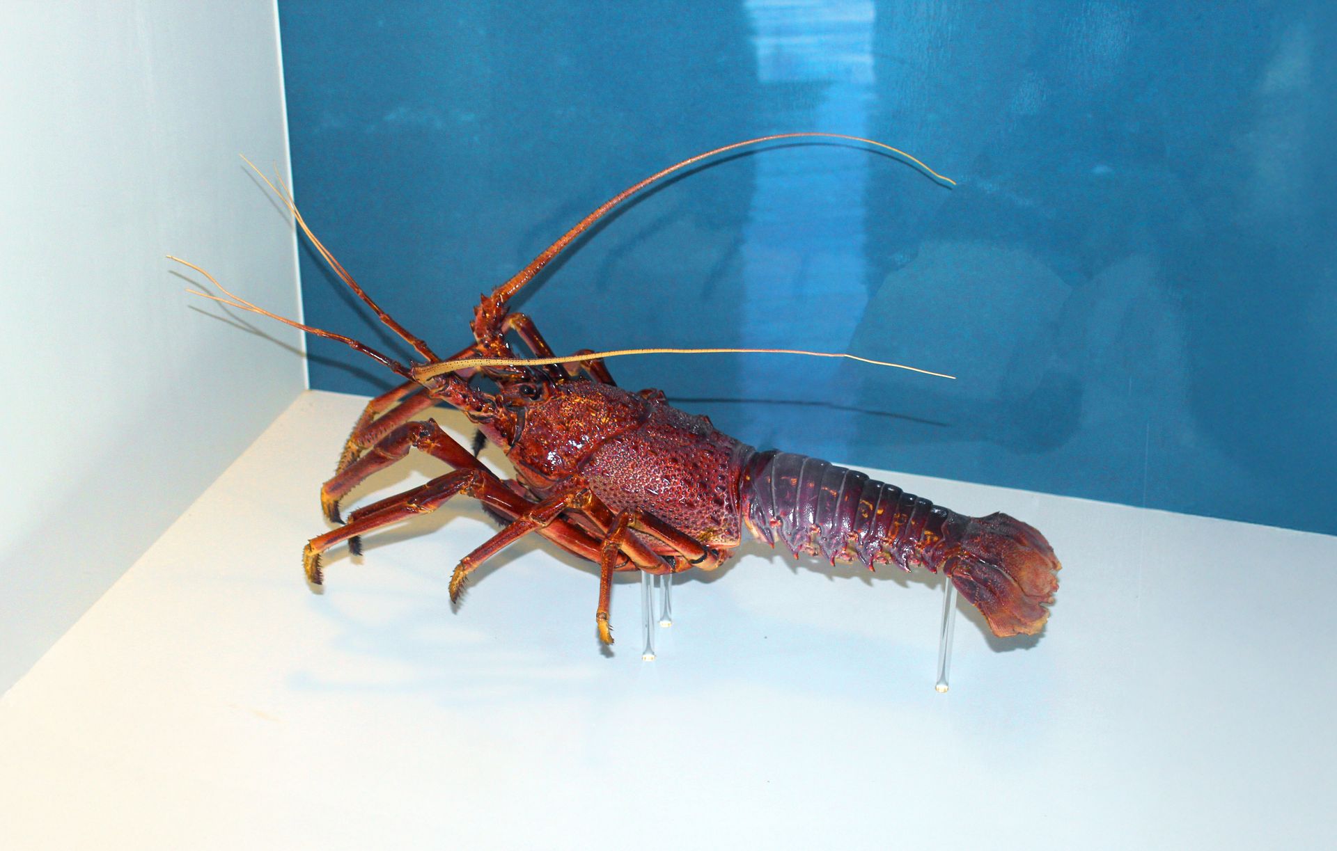 Western Rock Lobster