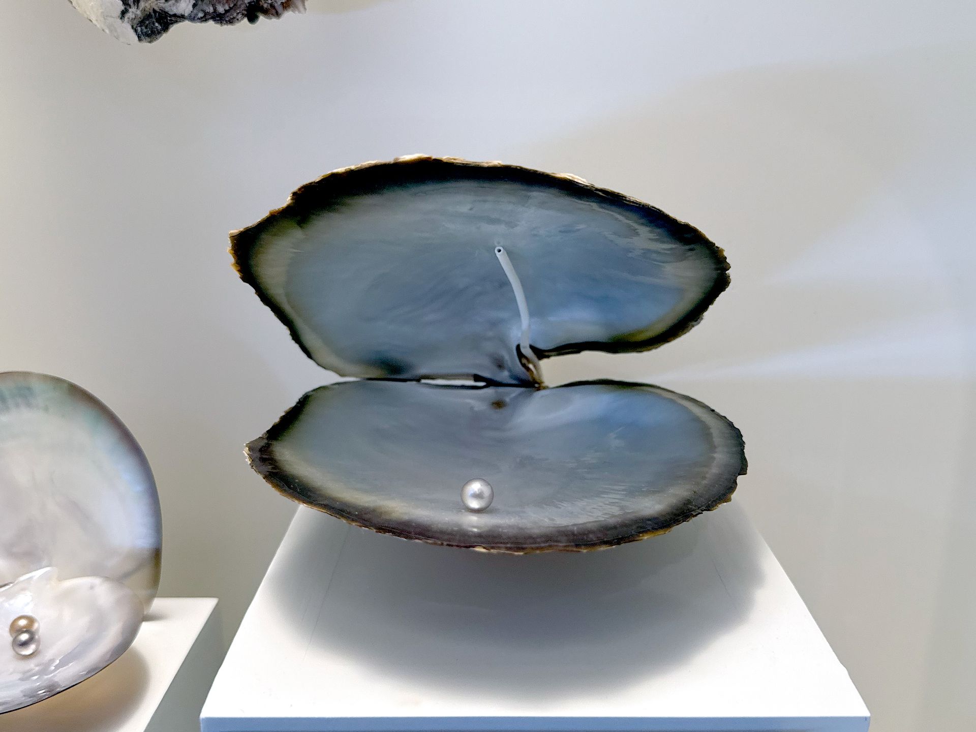 Black Lip Pearl Oyster Shell