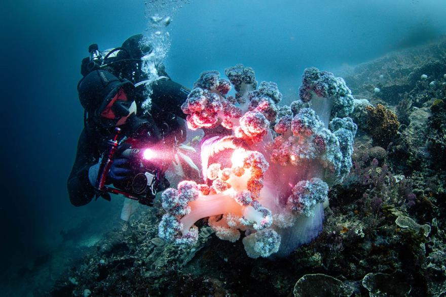 Coral reef exploration Michael Amor