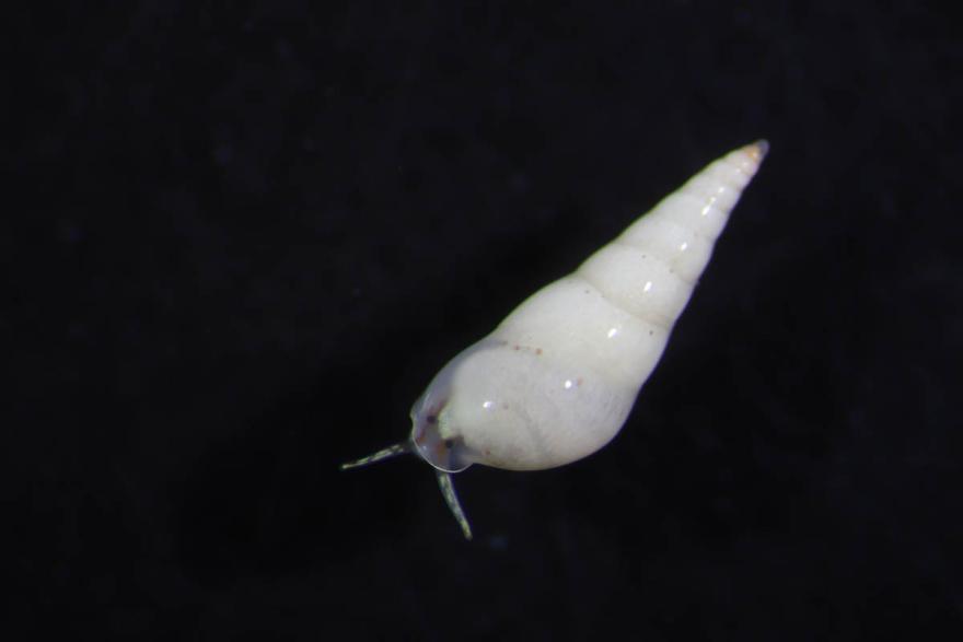 Vitreobalcis tripneusticola a tiny species of eulimid snail found in Australia for the first time Henry Carrick