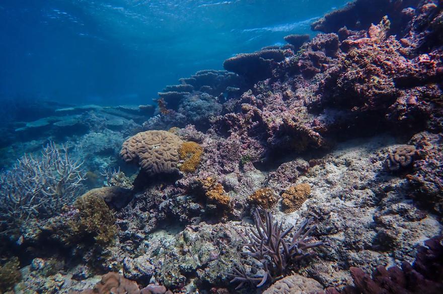 Healthy coral at Roo Tail reef crest Henry Carrick