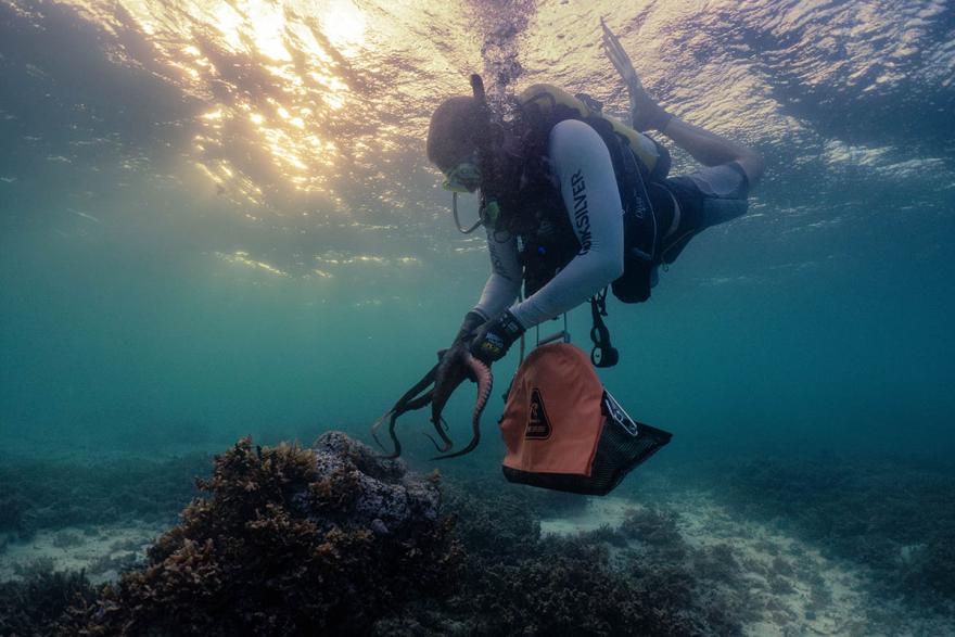 Michael Amor with octopus species, O. djinda Patrick Morrison