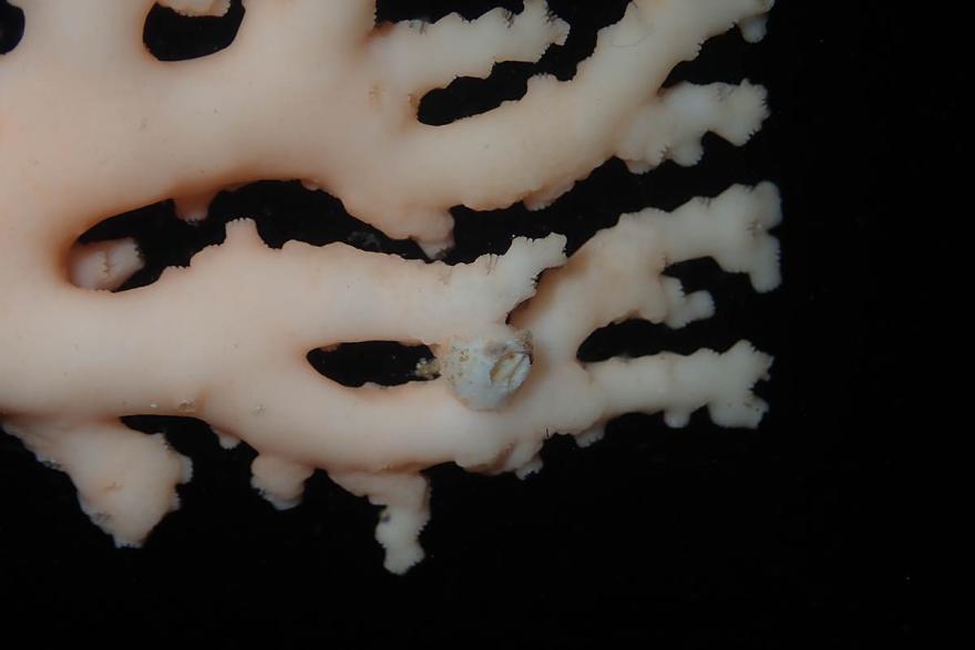 Cantellius coral barnacle living on hydrocoral Andrew Hosie