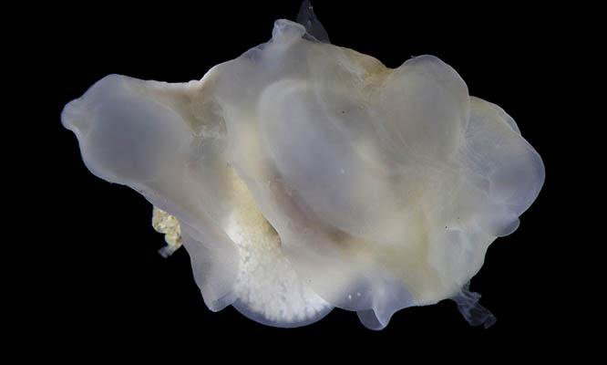 Entovalva and host species of sea cucumber Henry Carrick