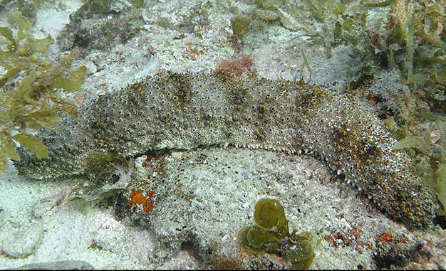 Entovalva and host species of sea cucumber Henry Carrick