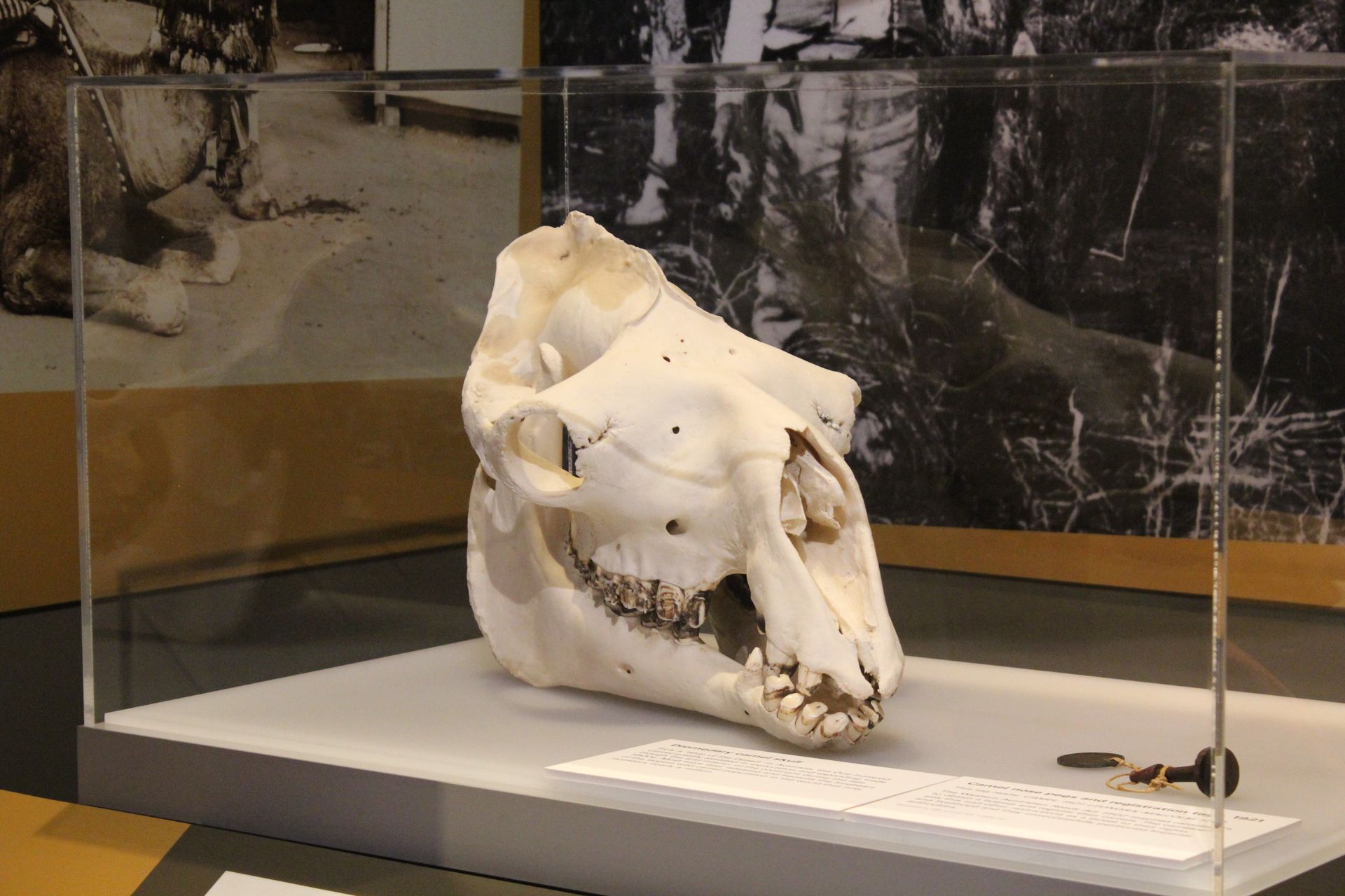 Camel Skull